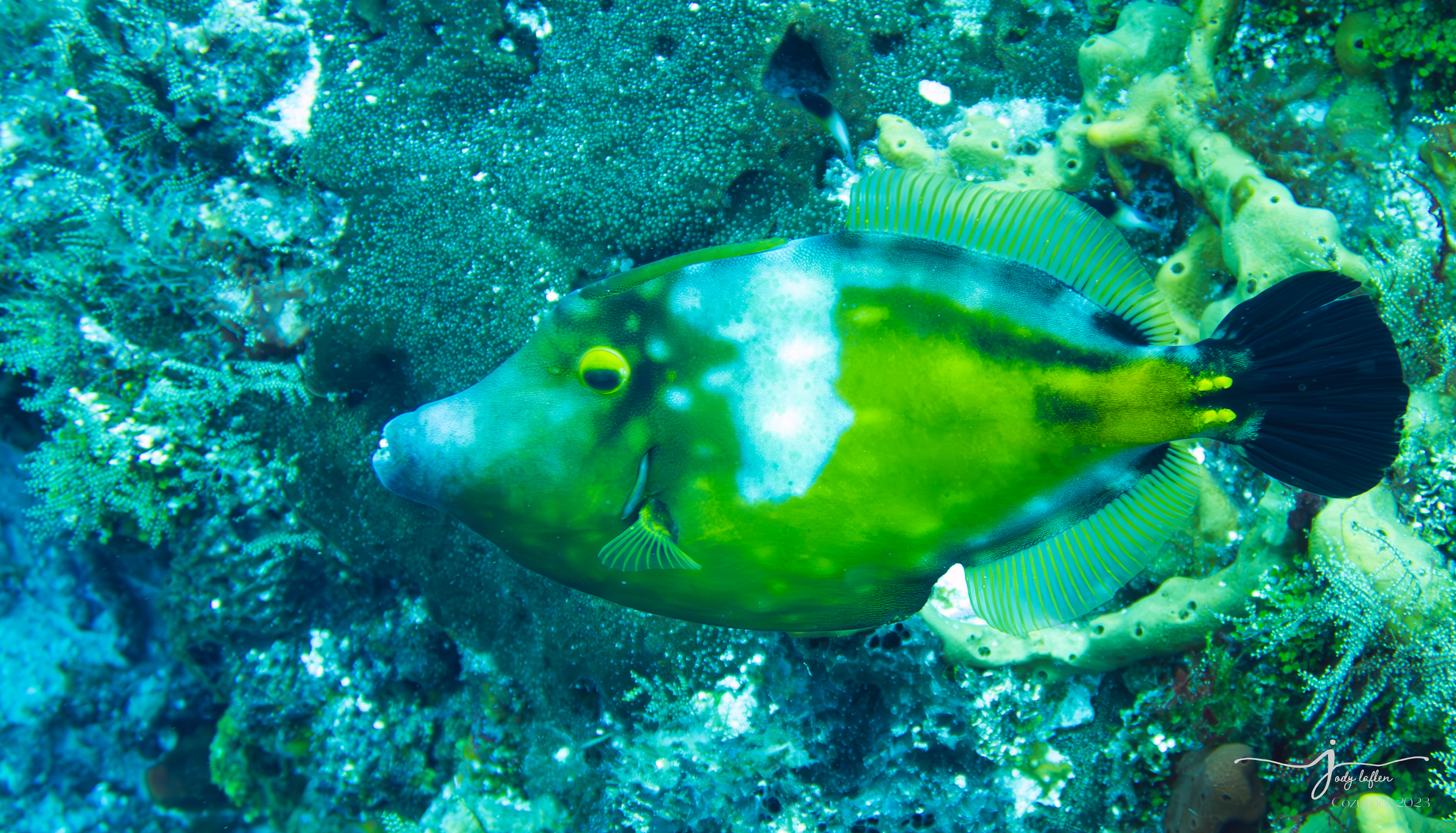 Orange-Spotted Filefish