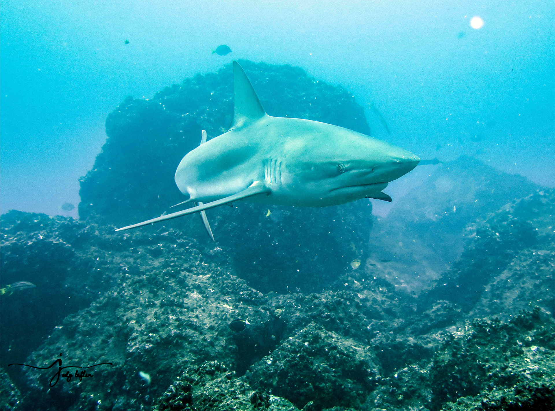 Galapagos Shark