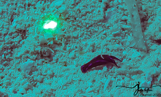 Headshield Sea Slug