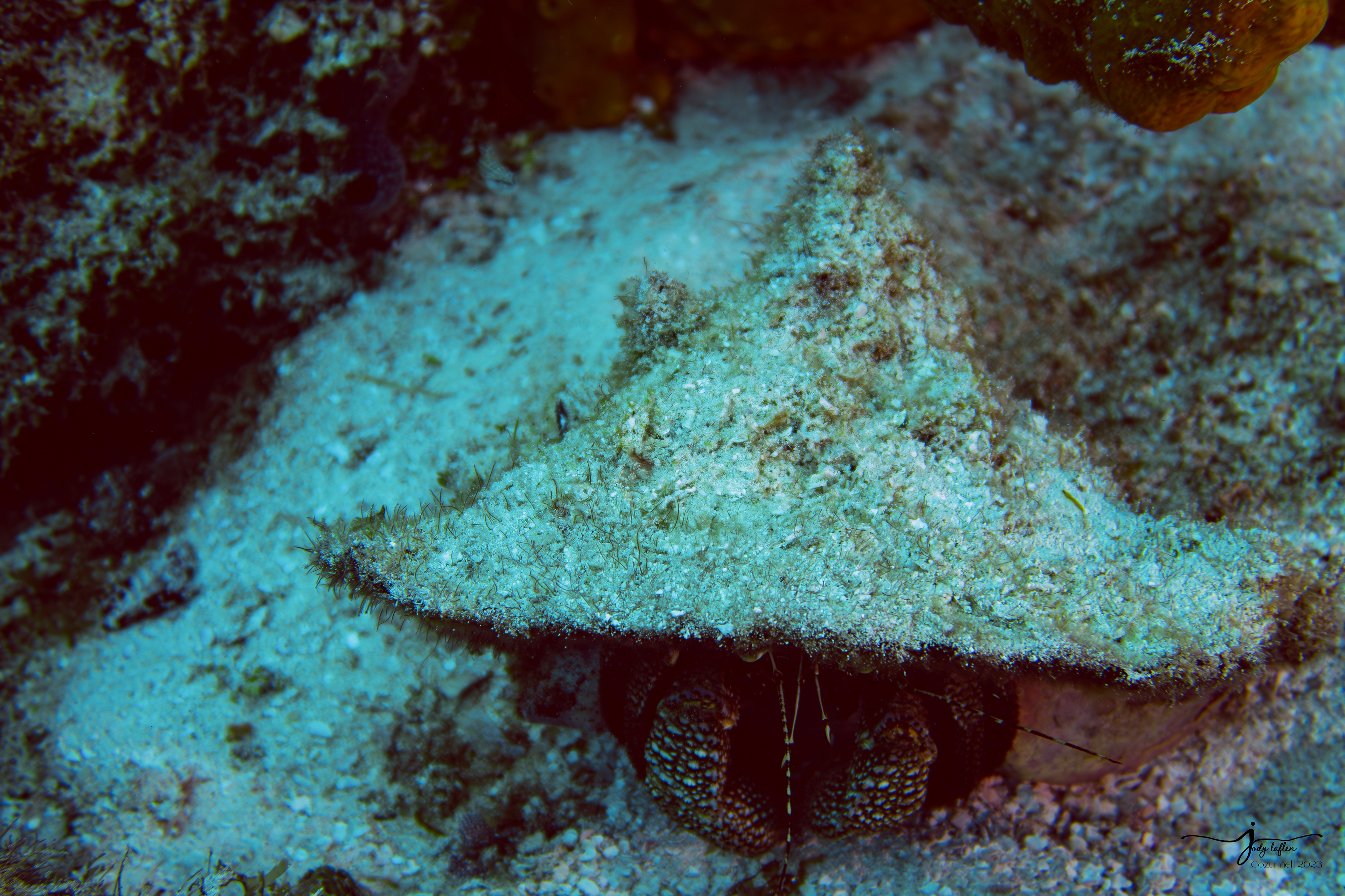 Large Hermit Crab