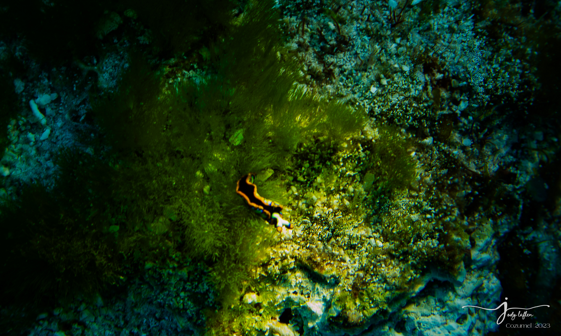 Elydia Nudibranch