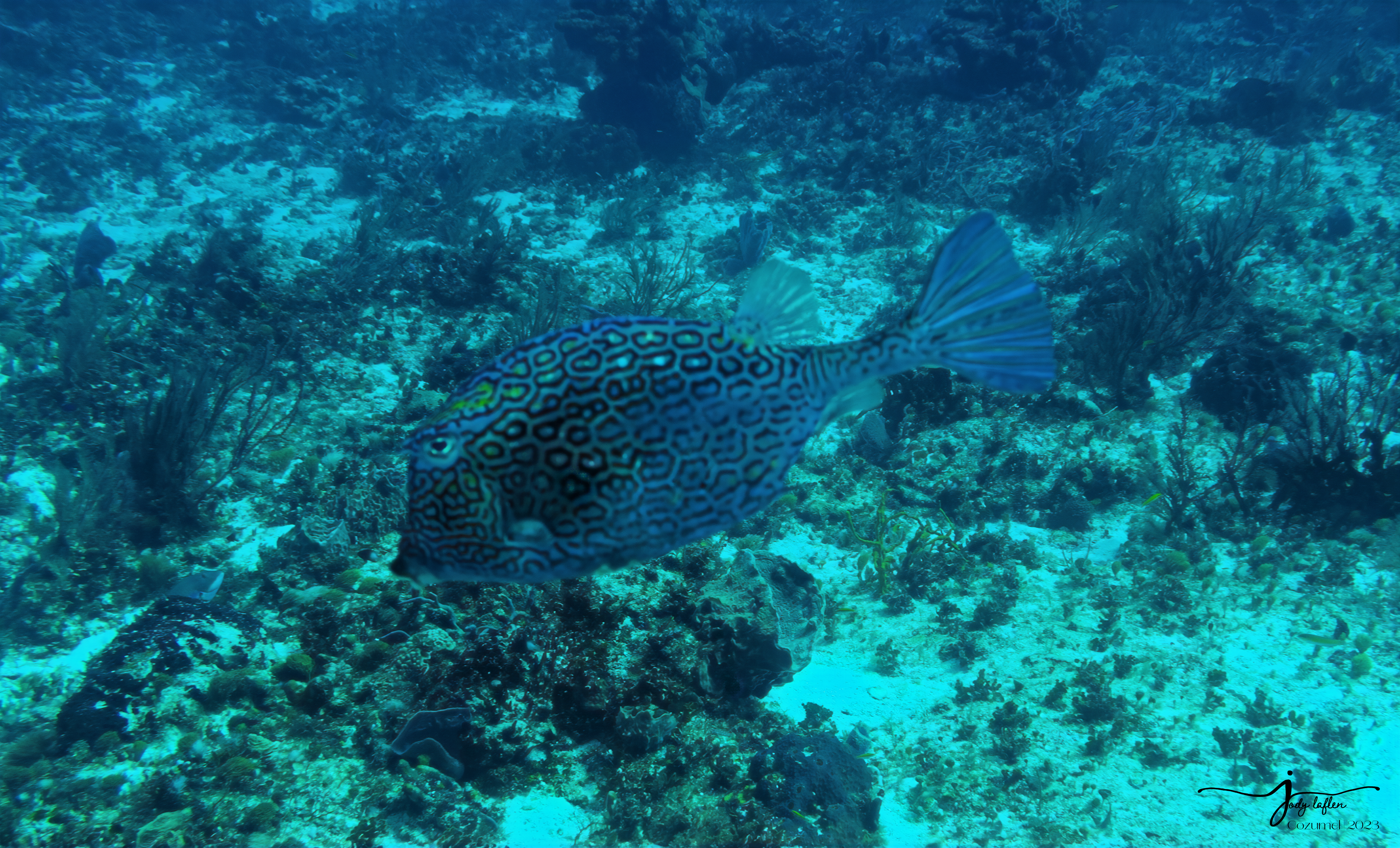 Spotted Filefish