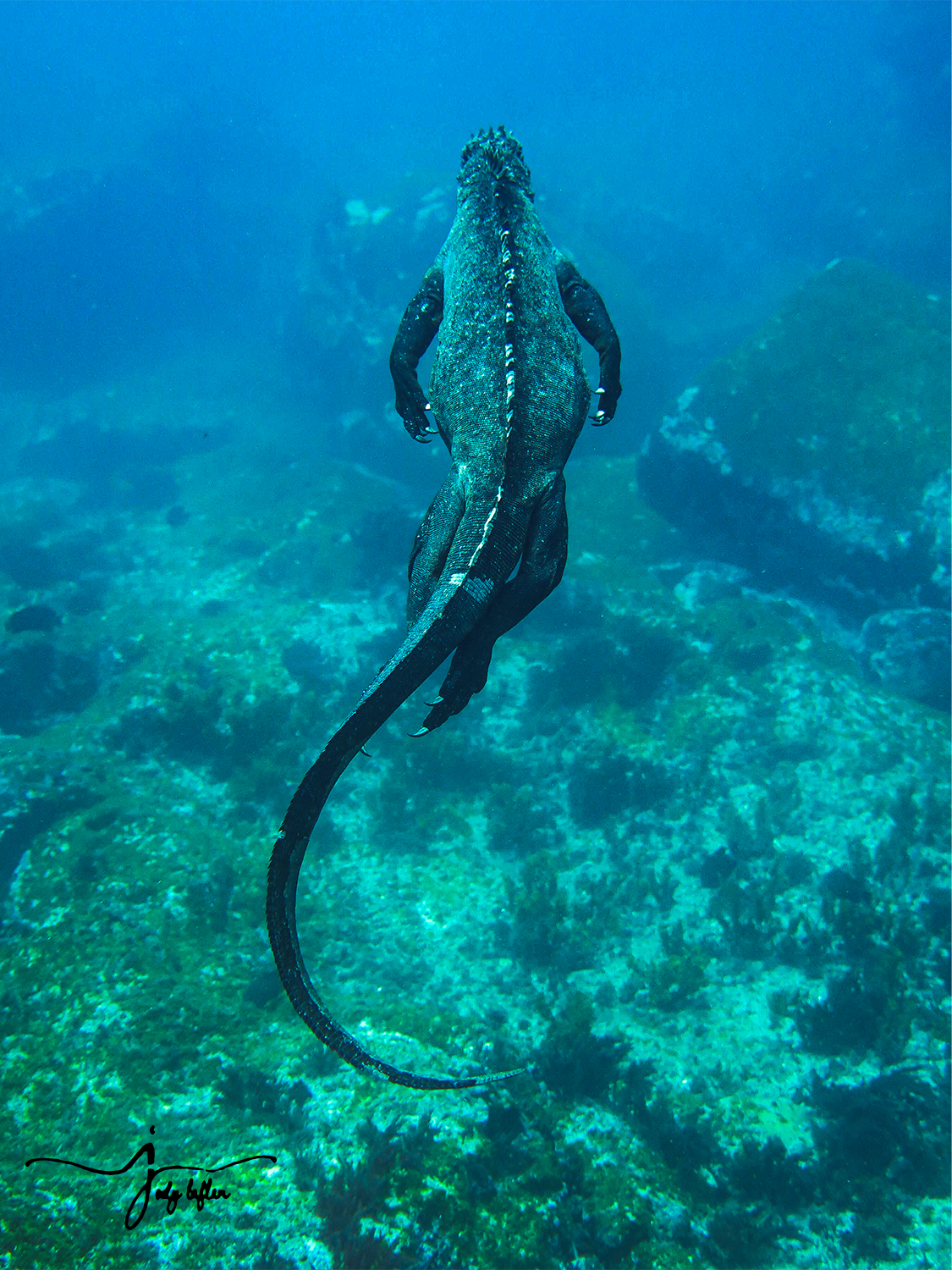 Marine iguana