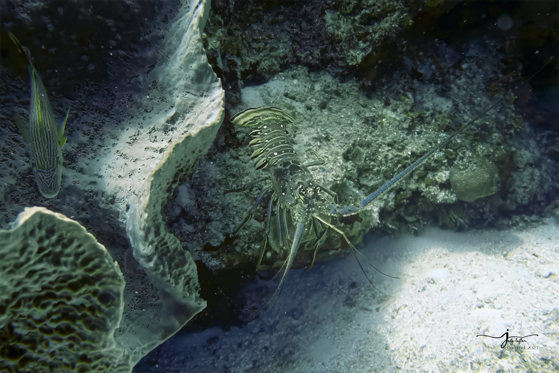 Spiny Lobster