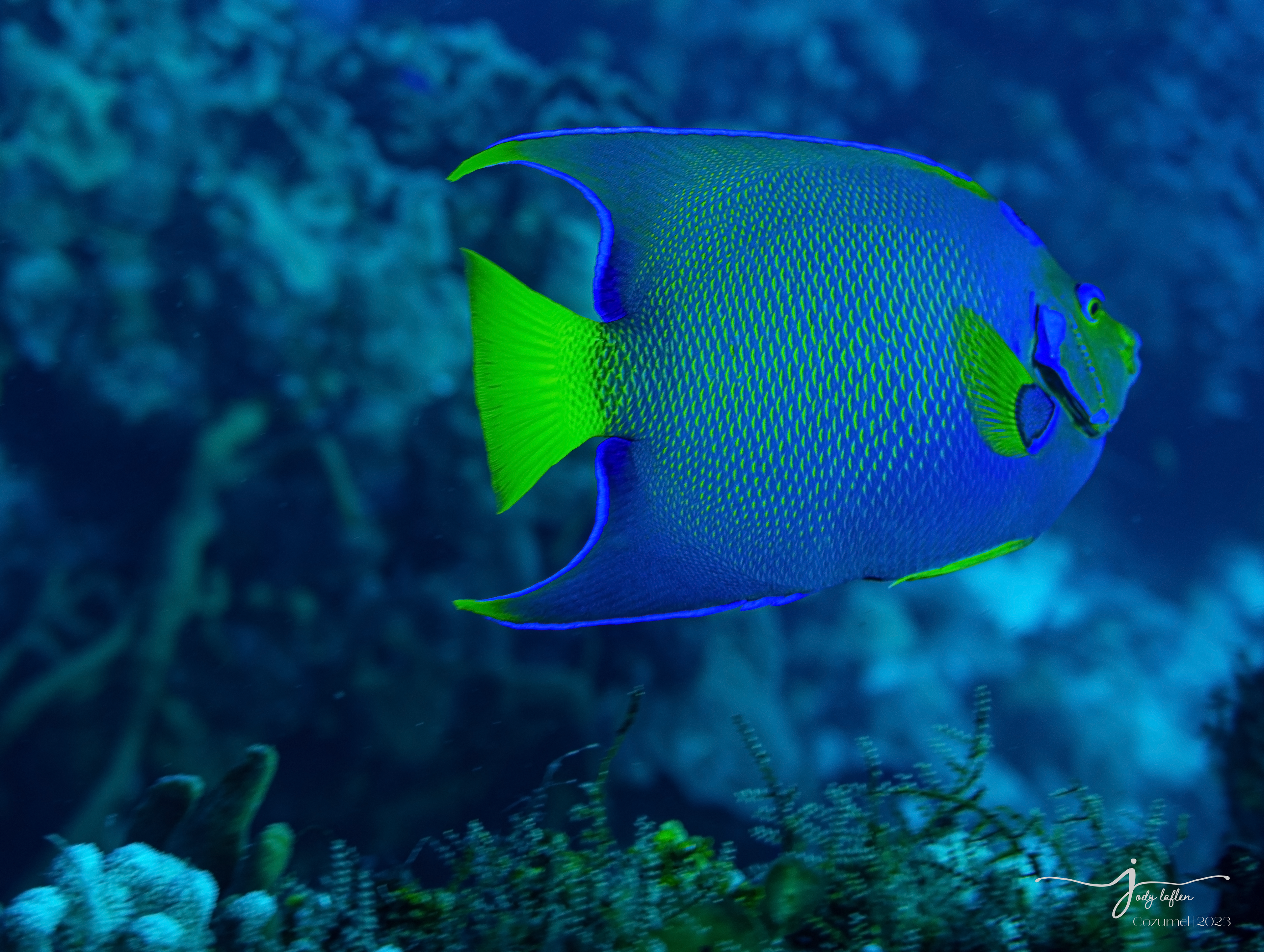 Queen Angelfish