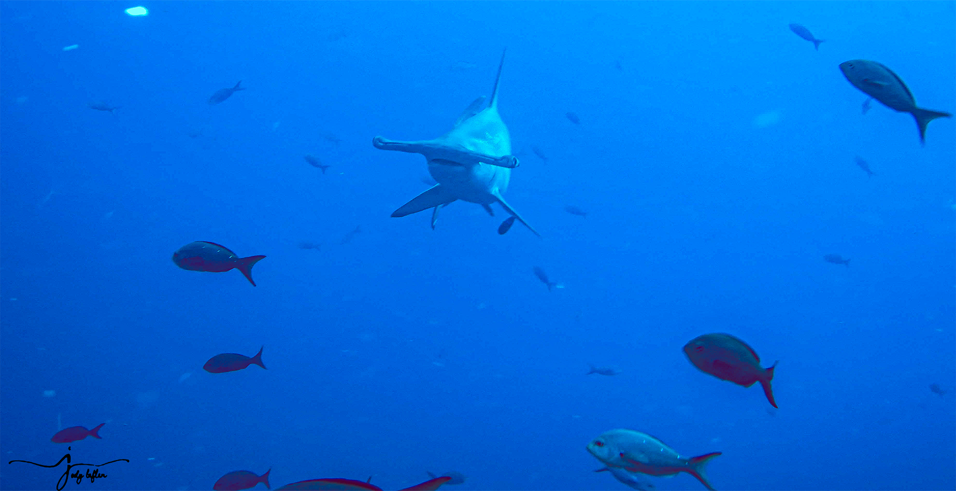 Hammerhead with fish