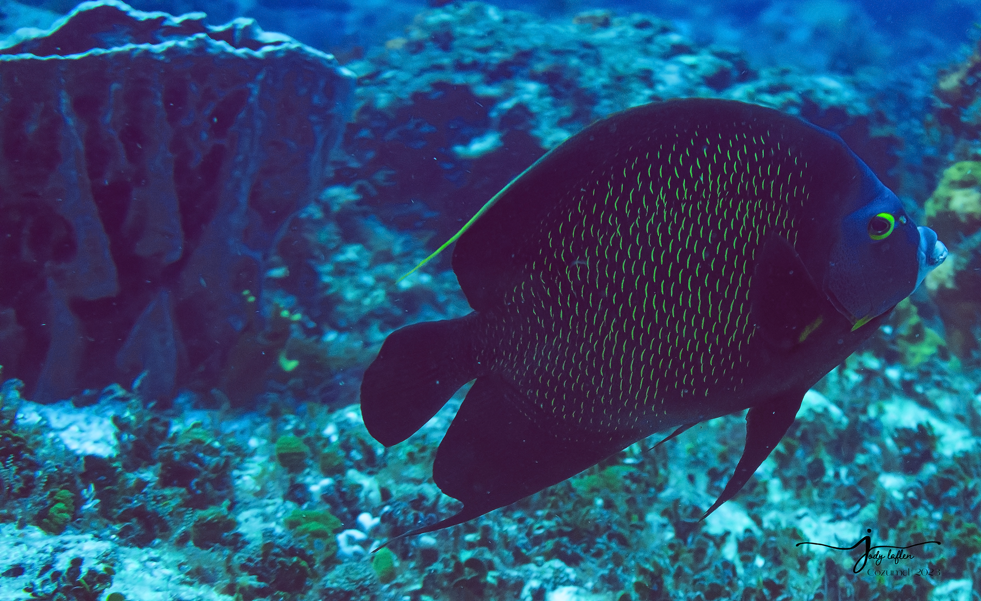French Angelfish