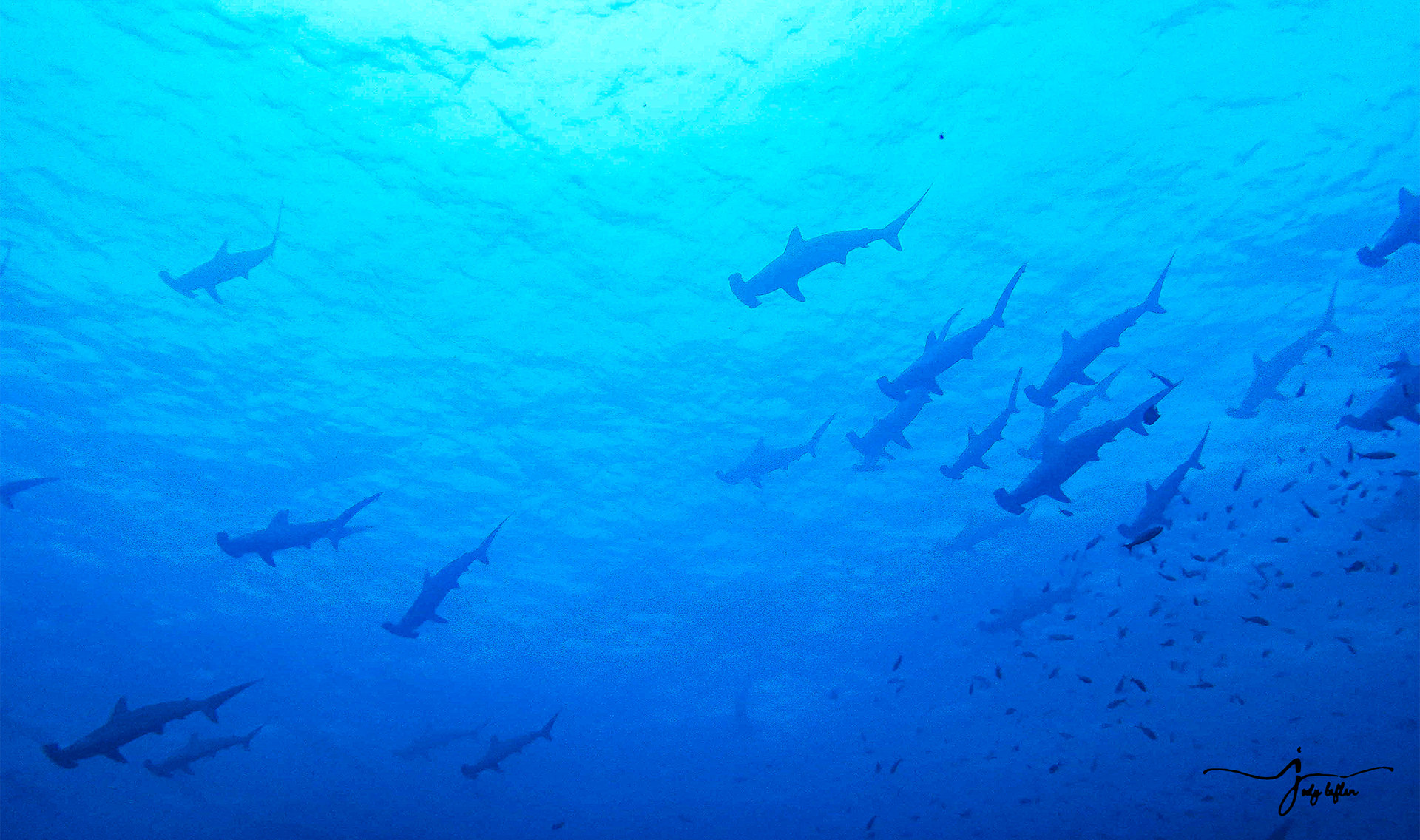 Scalloped hammerhead shark school