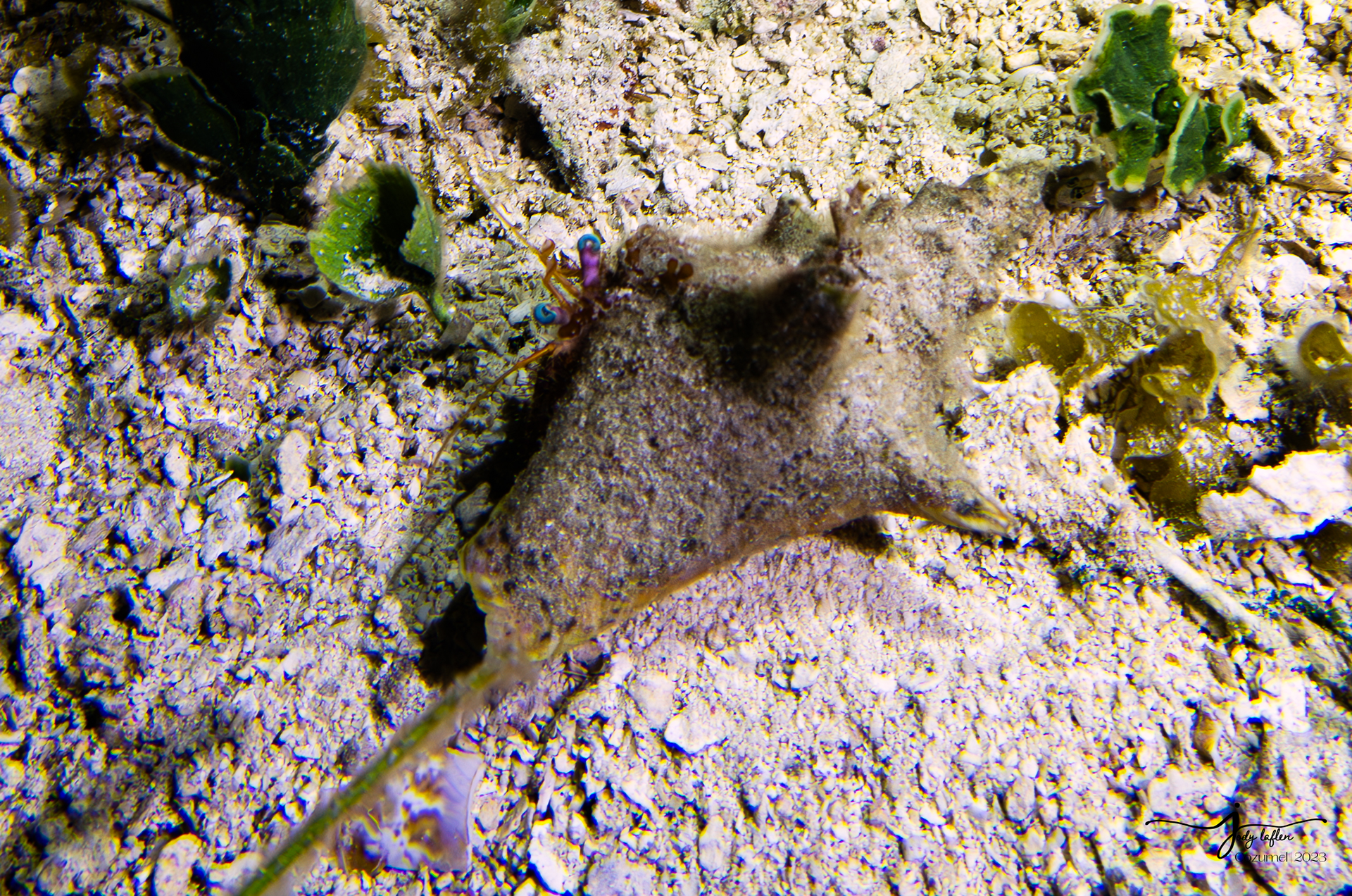Hermit Crab