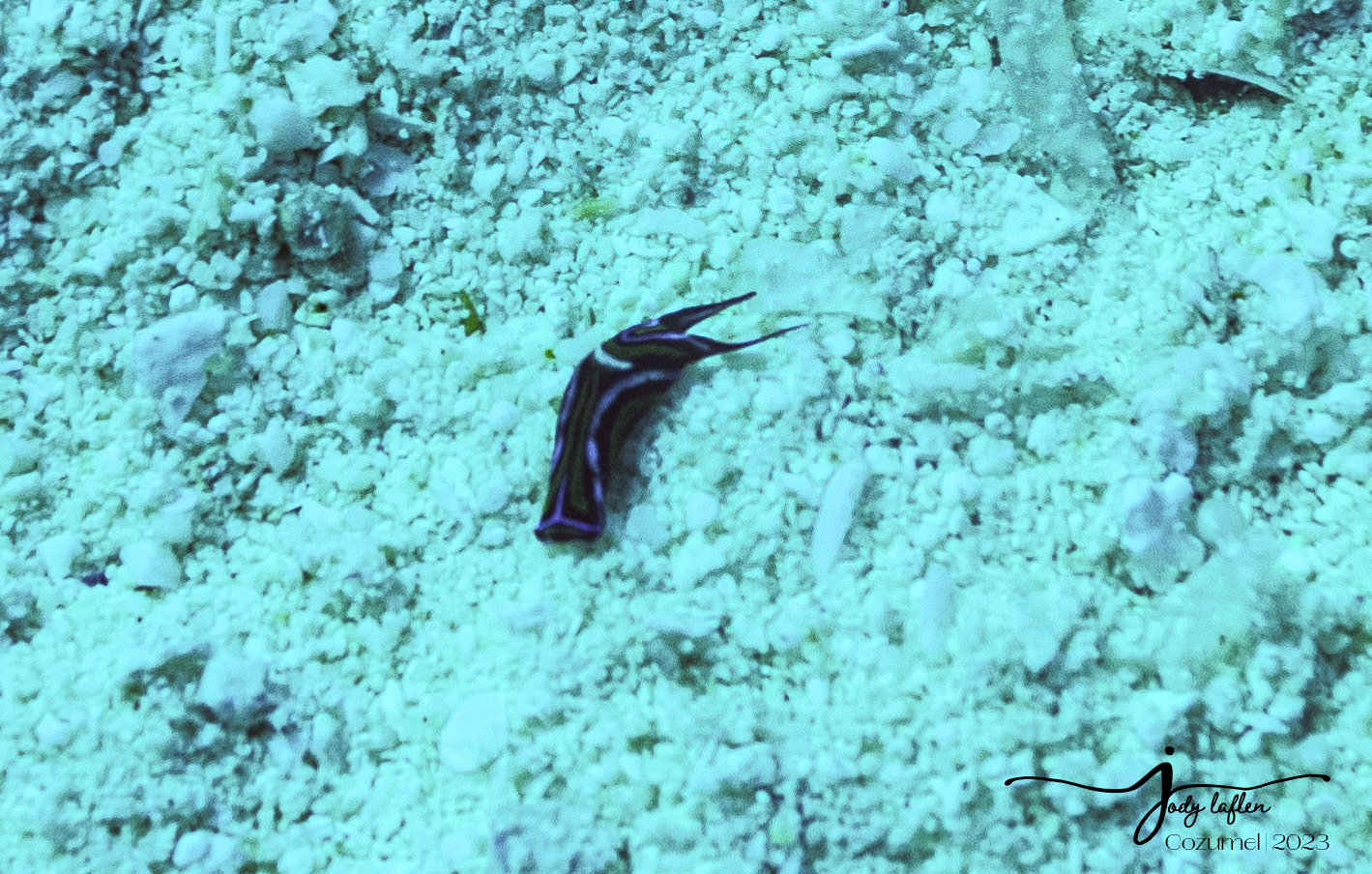 Headshield Sea Slug