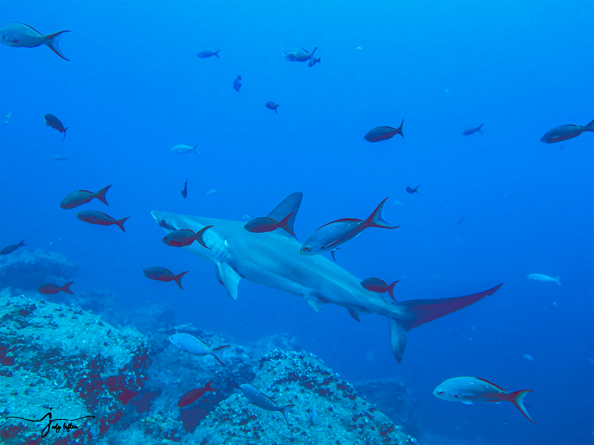 Galapagos Shark with fish