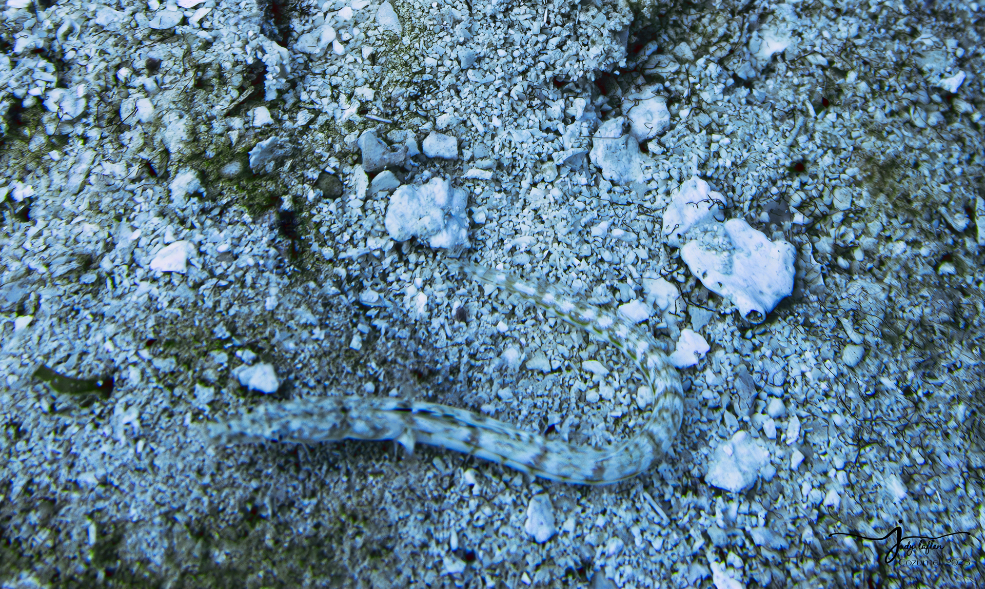Fringe-Lipped Snake Eel