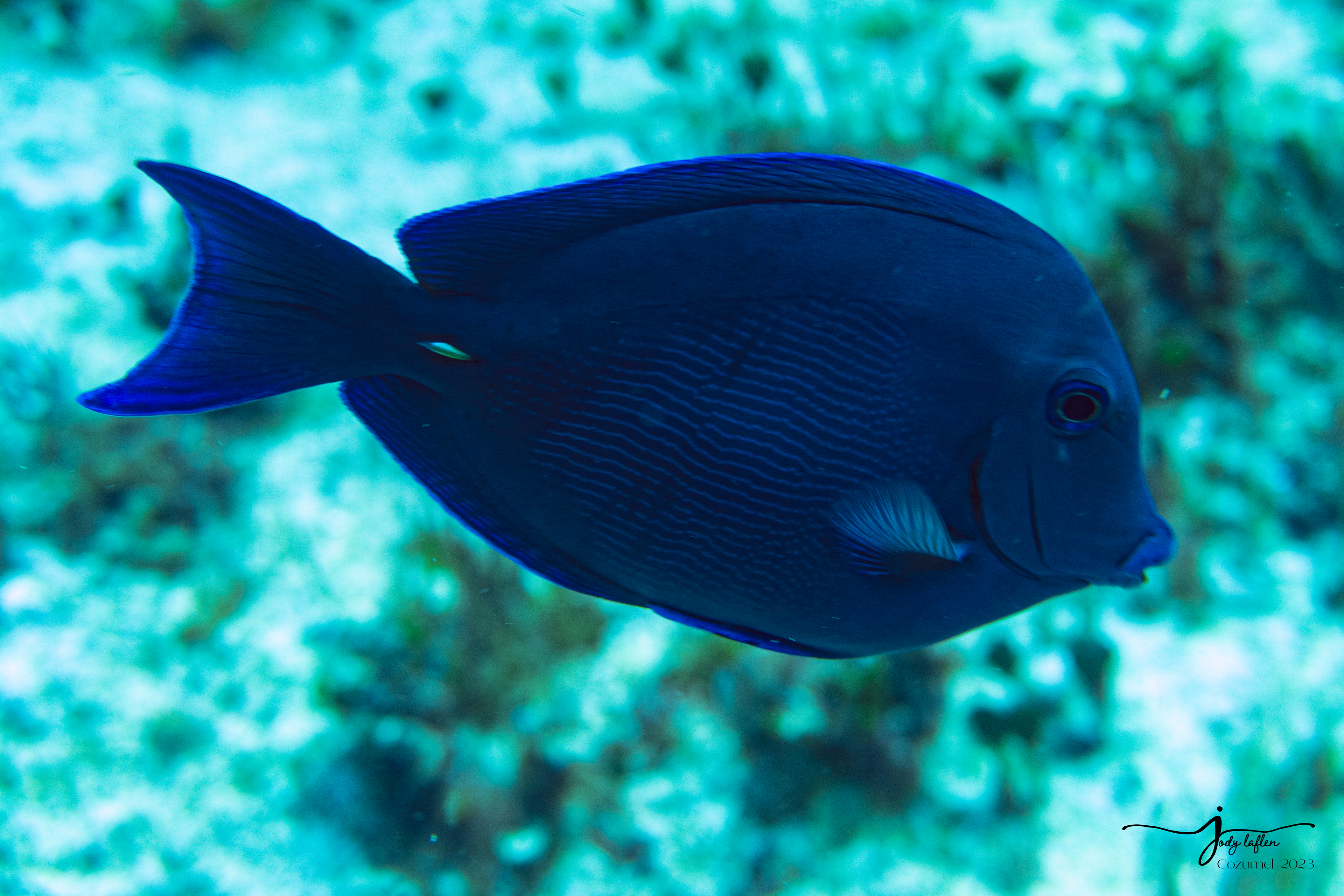 Blue Tang