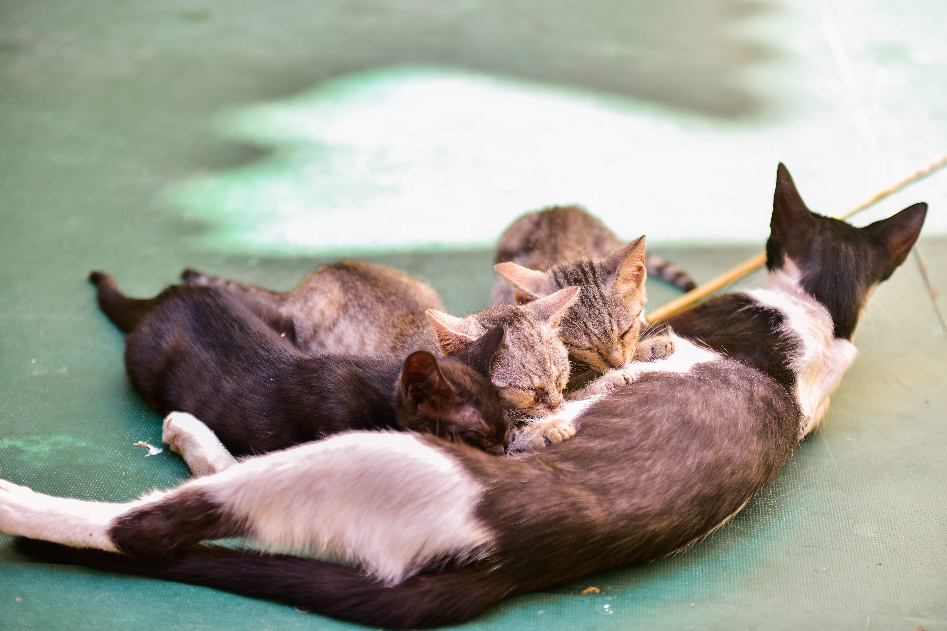 Split, Croatia - Jul 2018