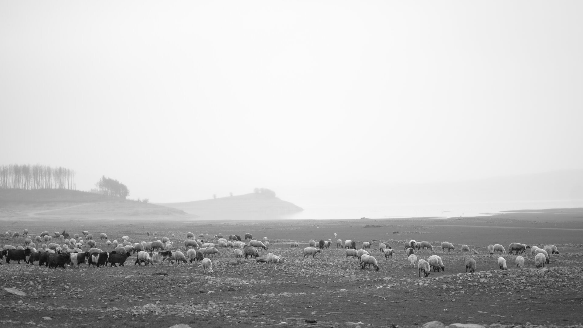 В търсене на паша