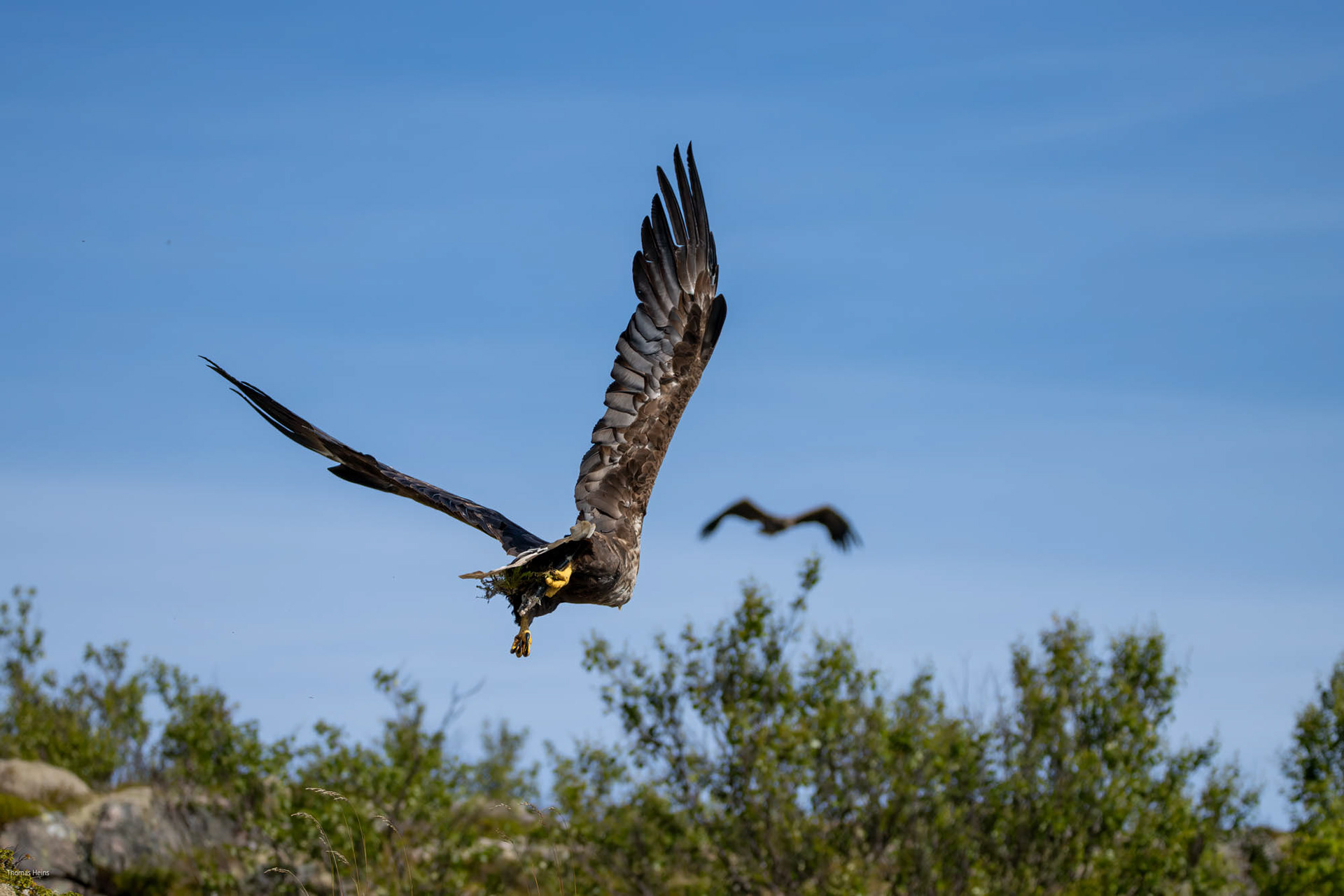 Seeadler@Trollfjord
