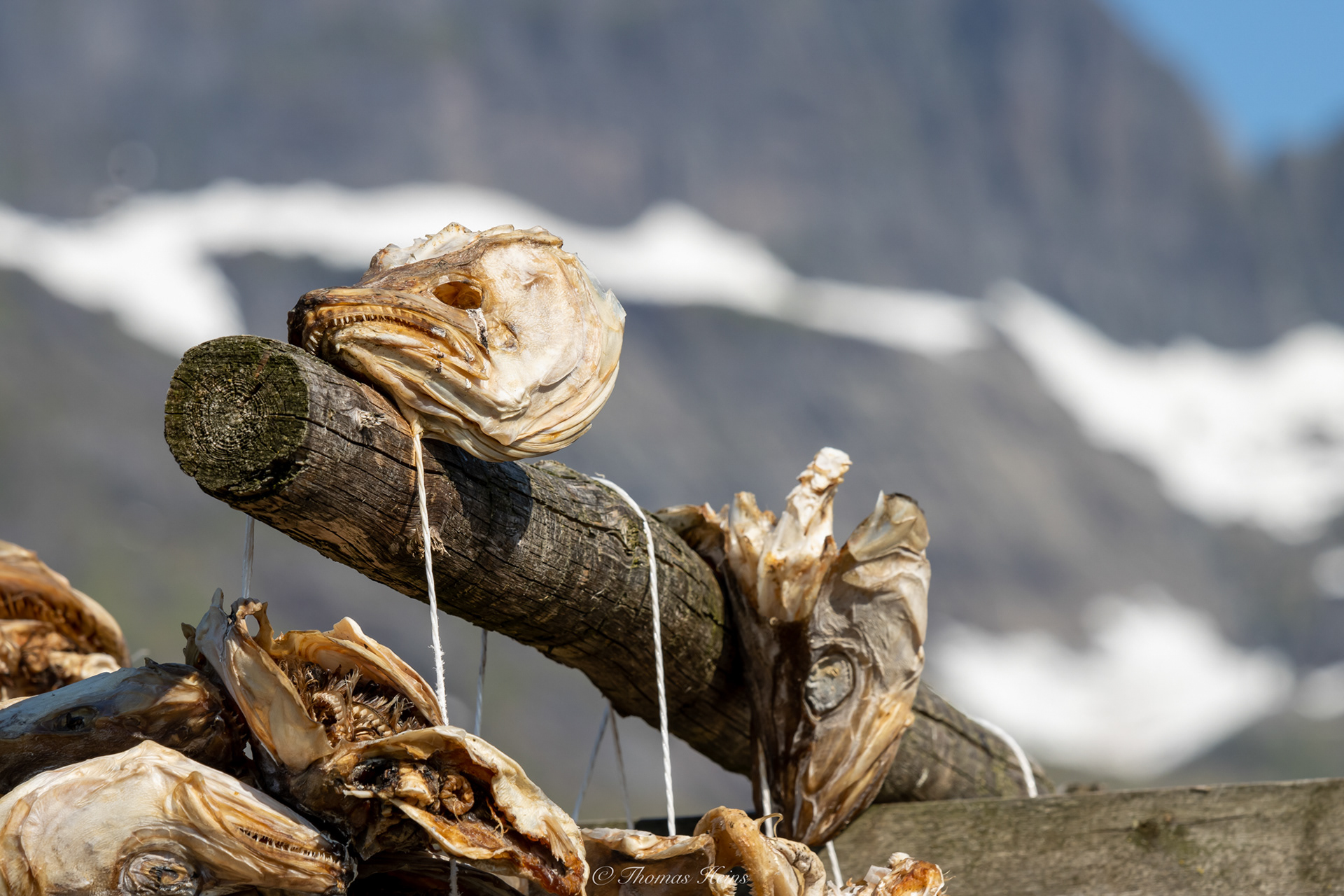 Das Gold der Lofoten