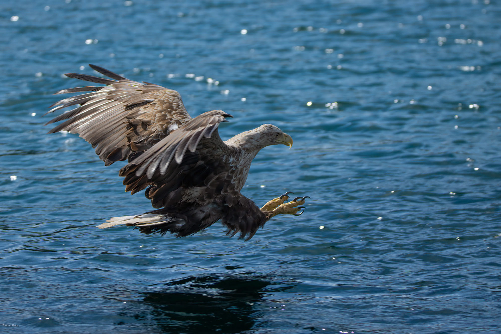 Seeadler@Trollfjord