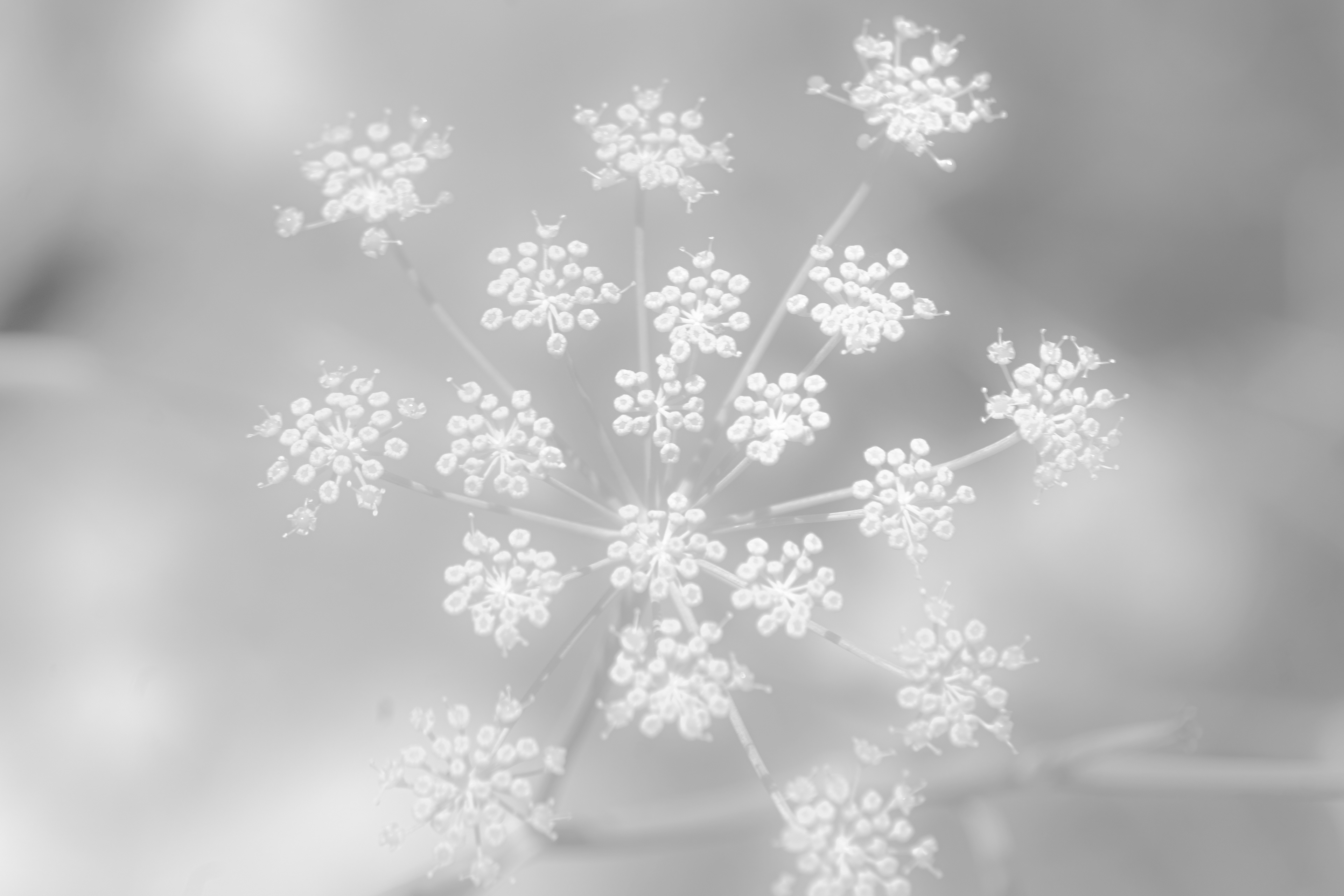 WONDER-LAND -05