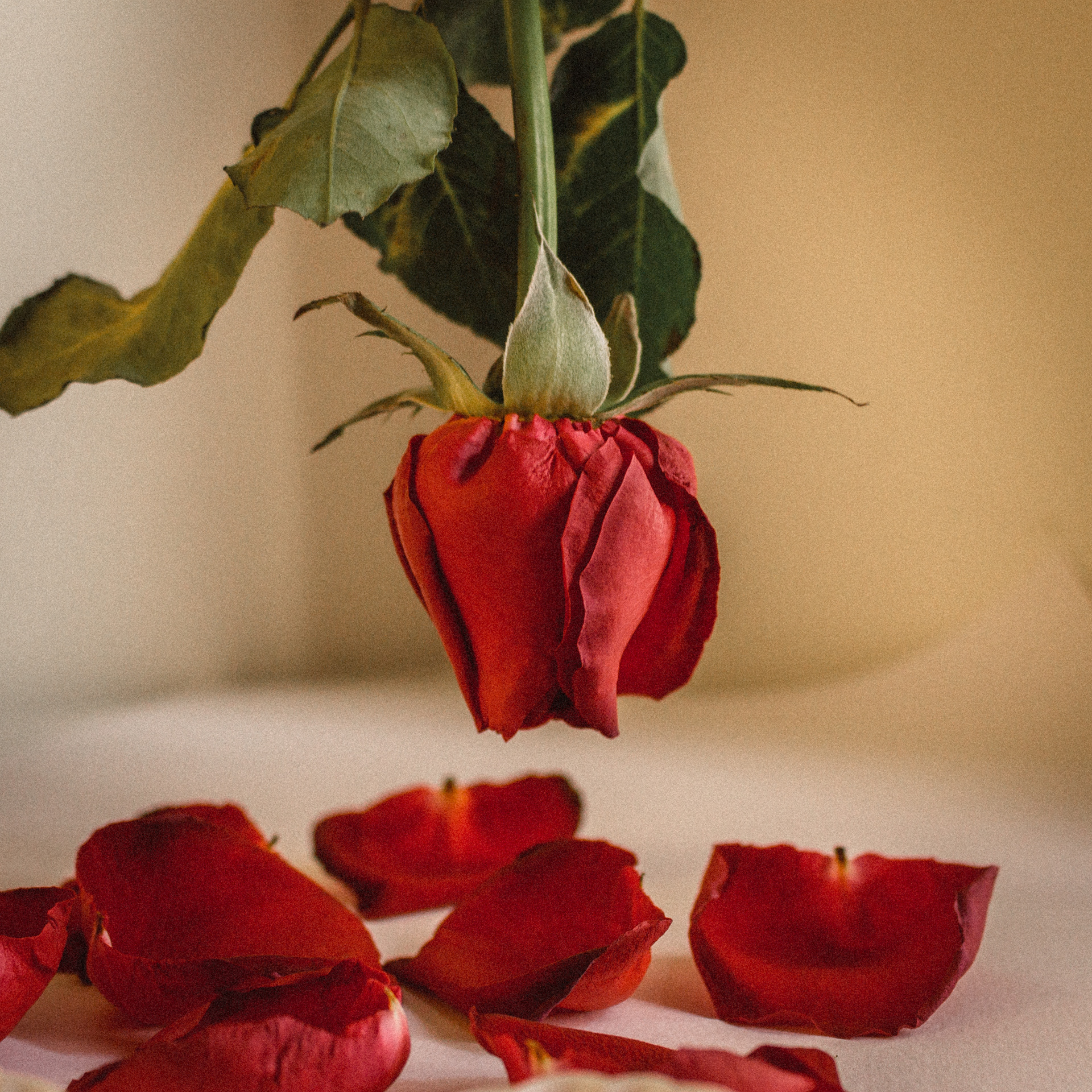 Foto rosa vermelha, por Lucas Espindola Braga