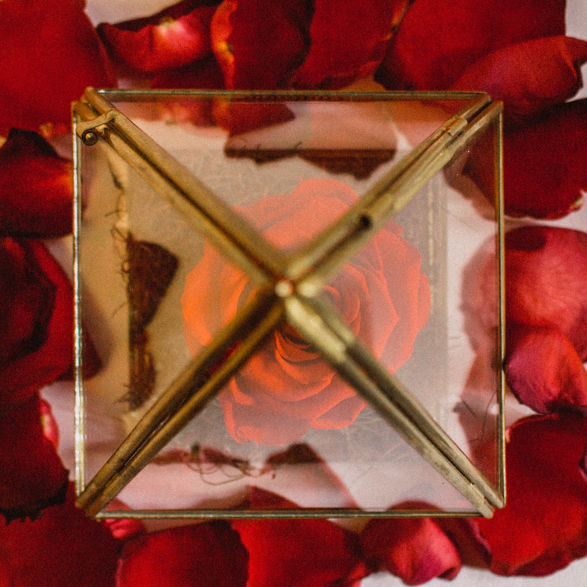 Foto rosa vermelha, por Lucas Espindola Braga