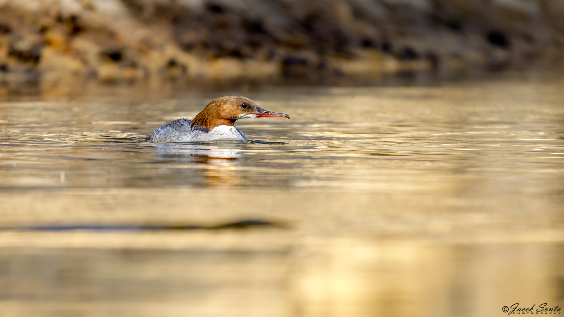 ID020524-Nurogęś #2