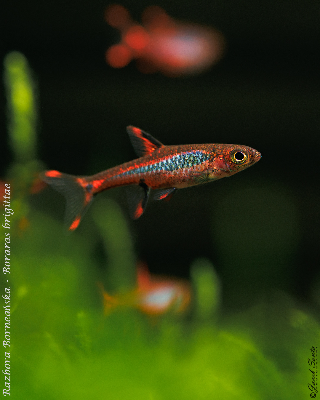 ID090125 - Razbora Borneańska • Boraras brigittae