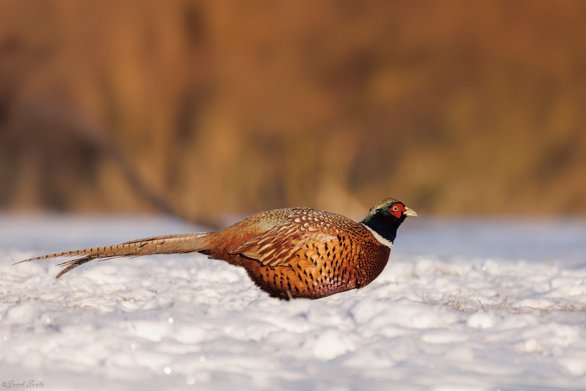 ID01022026 - Bażant - Pheasant #2