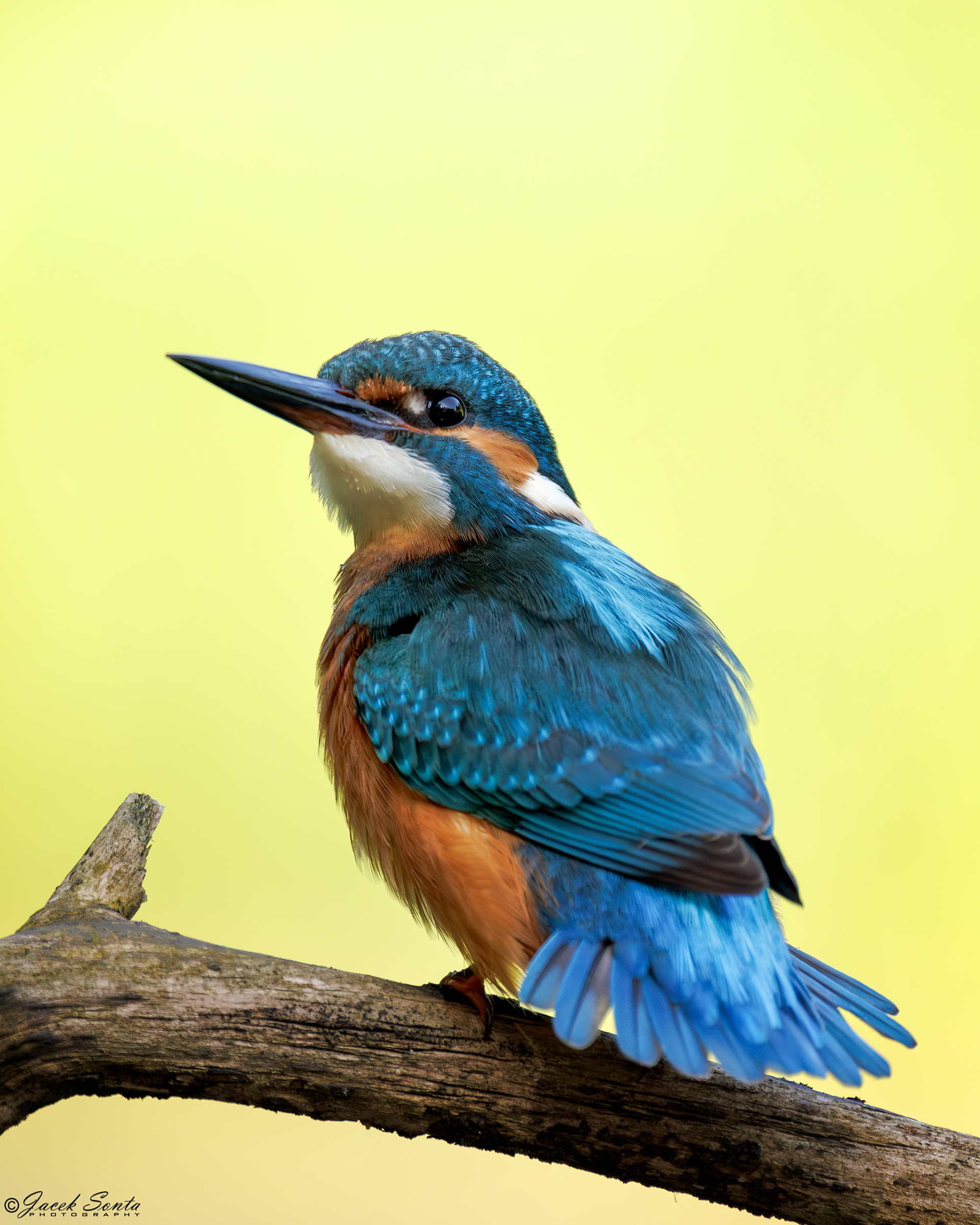 ID070924 - Zimorodek #070924_2k #2