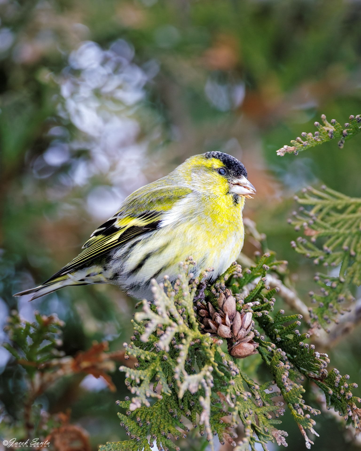 ID200124-Eurasian siskin - Czyż