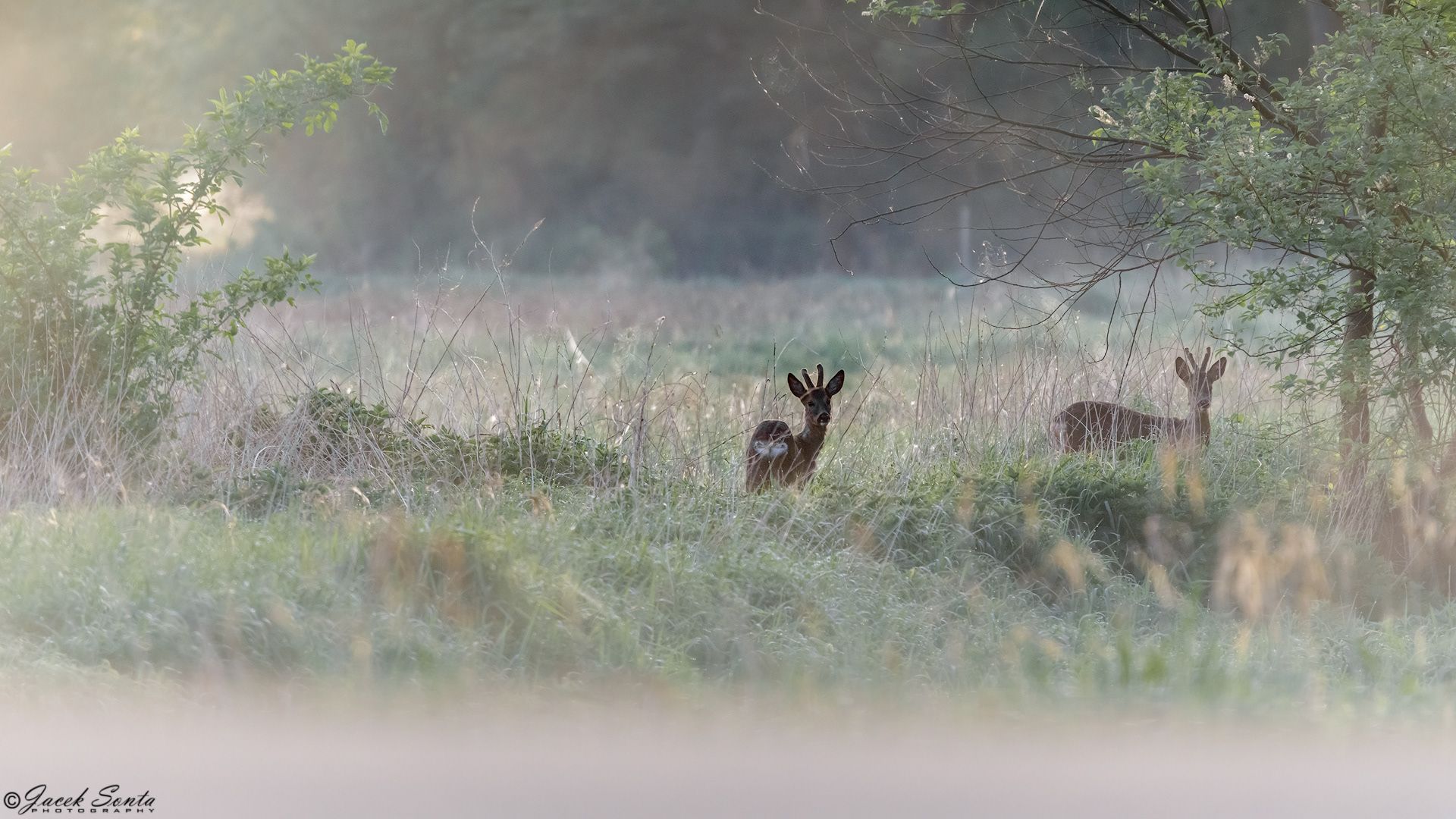 ID020524-May sunrise