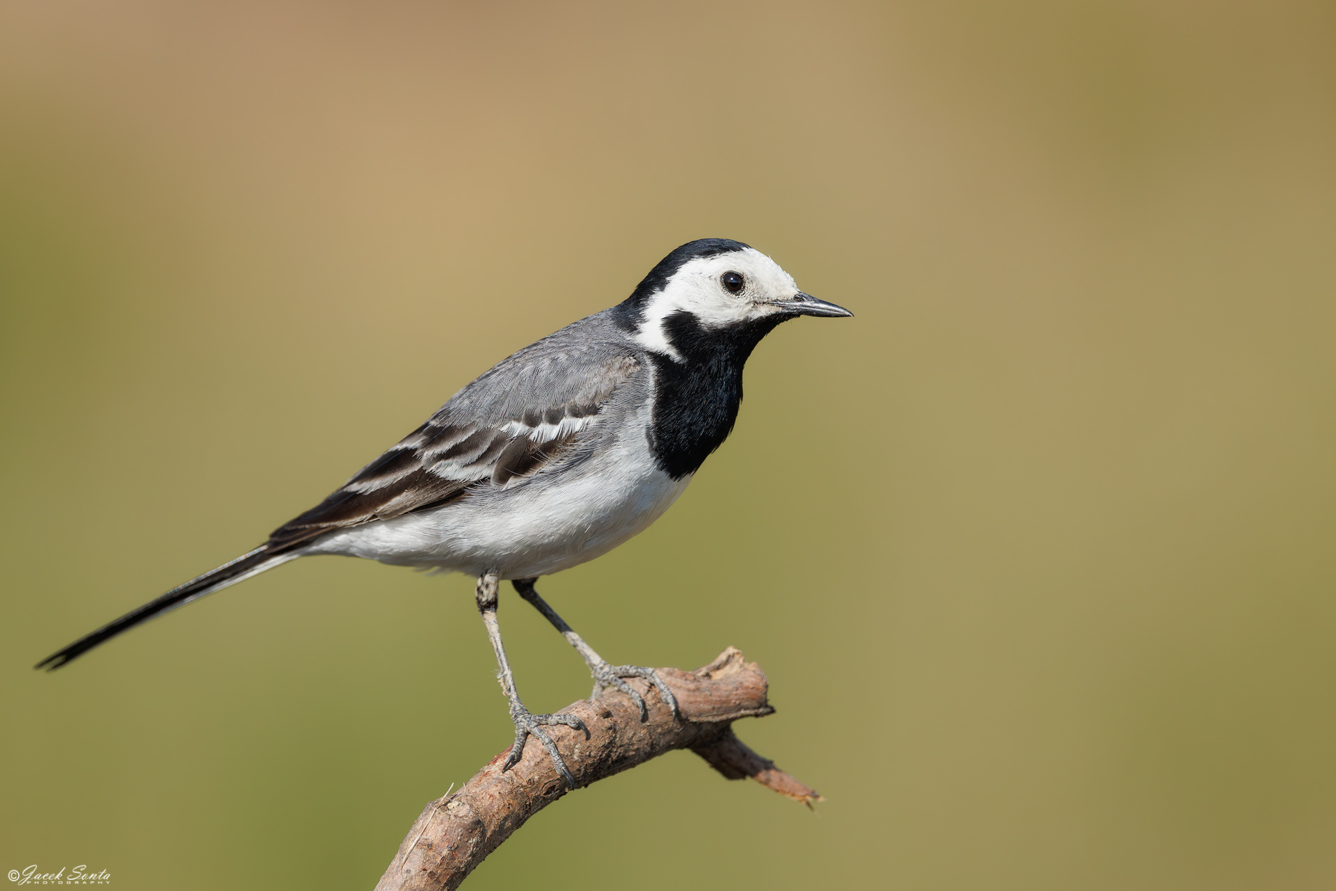 ID220626 - Pliszka siwa-Motacilla alba-White wagtail #2