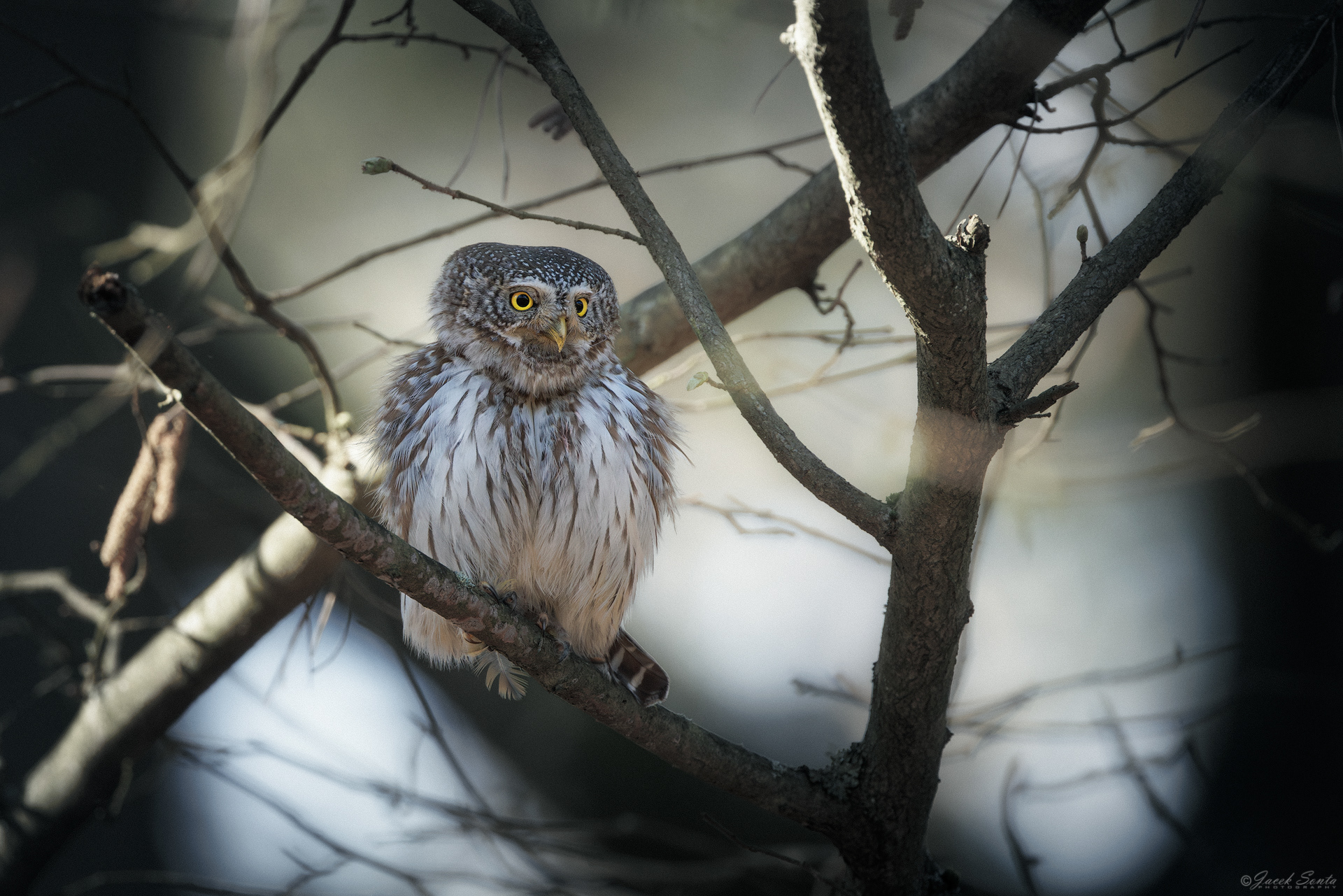 ID070426 - Sóweczka-Glaucidium passerinum-Eurasian pygmy owl