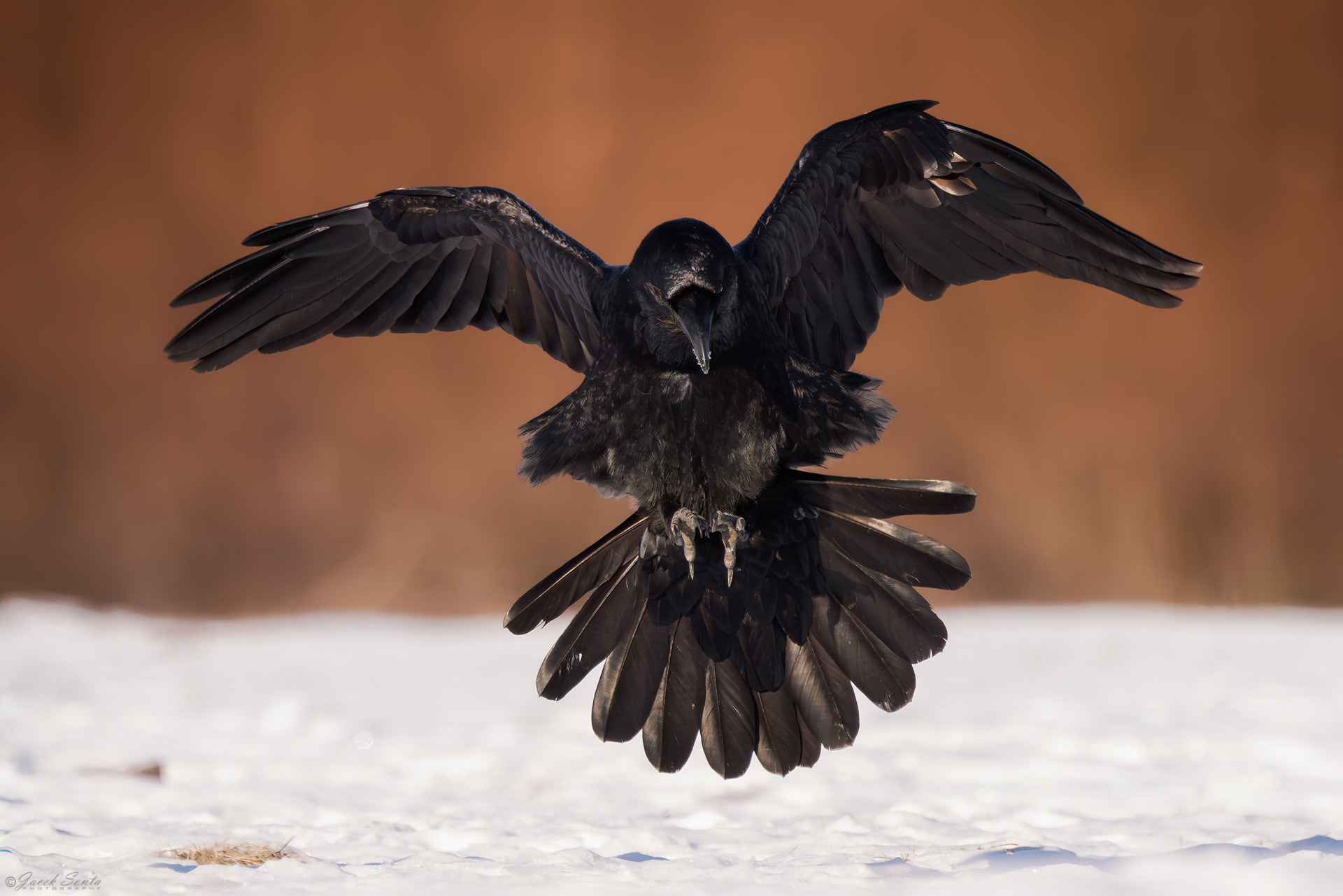 ID01022026 - Kruk - Raven