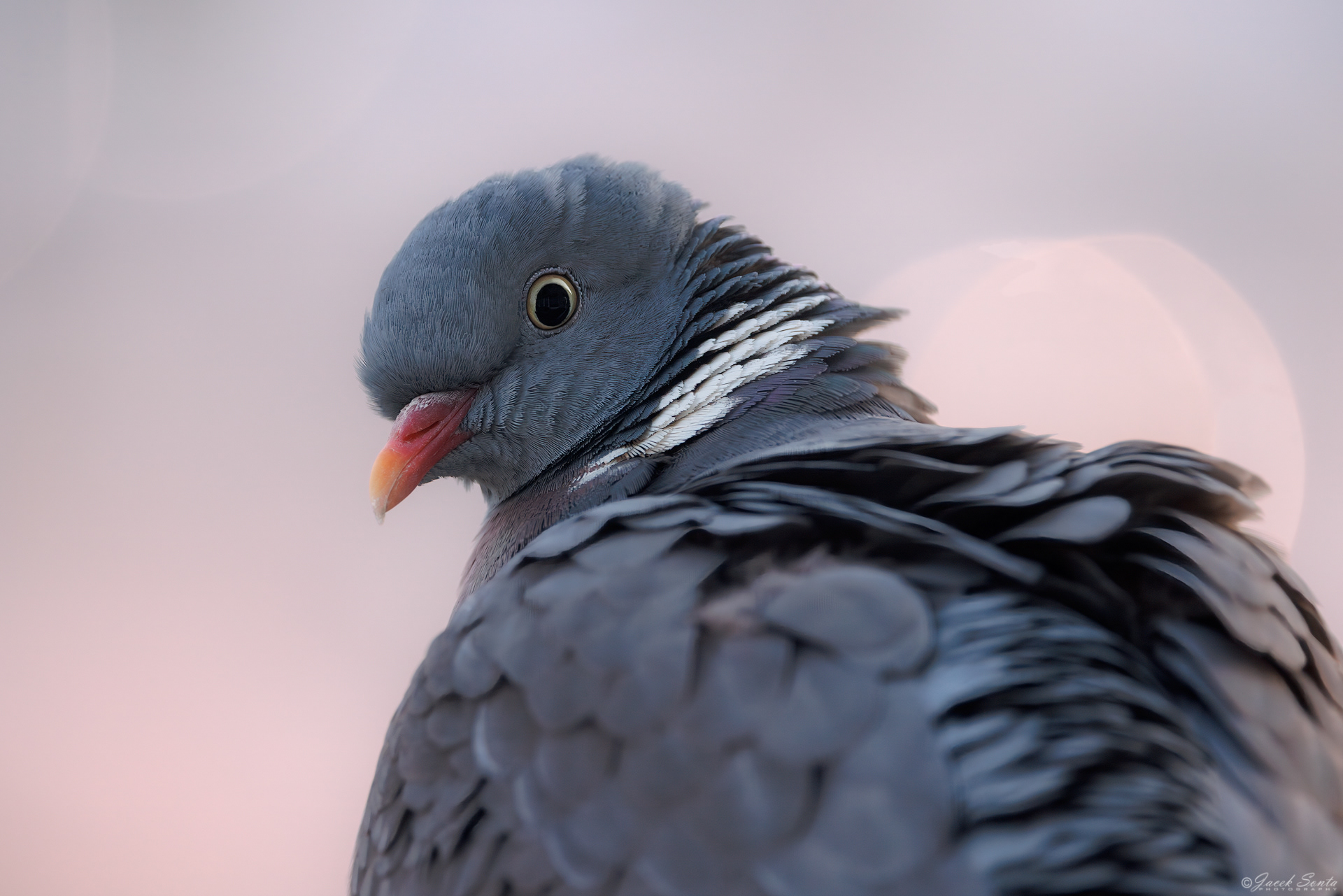 ID220426 - Grzywacz-Columba palumbus-Wood pigeon