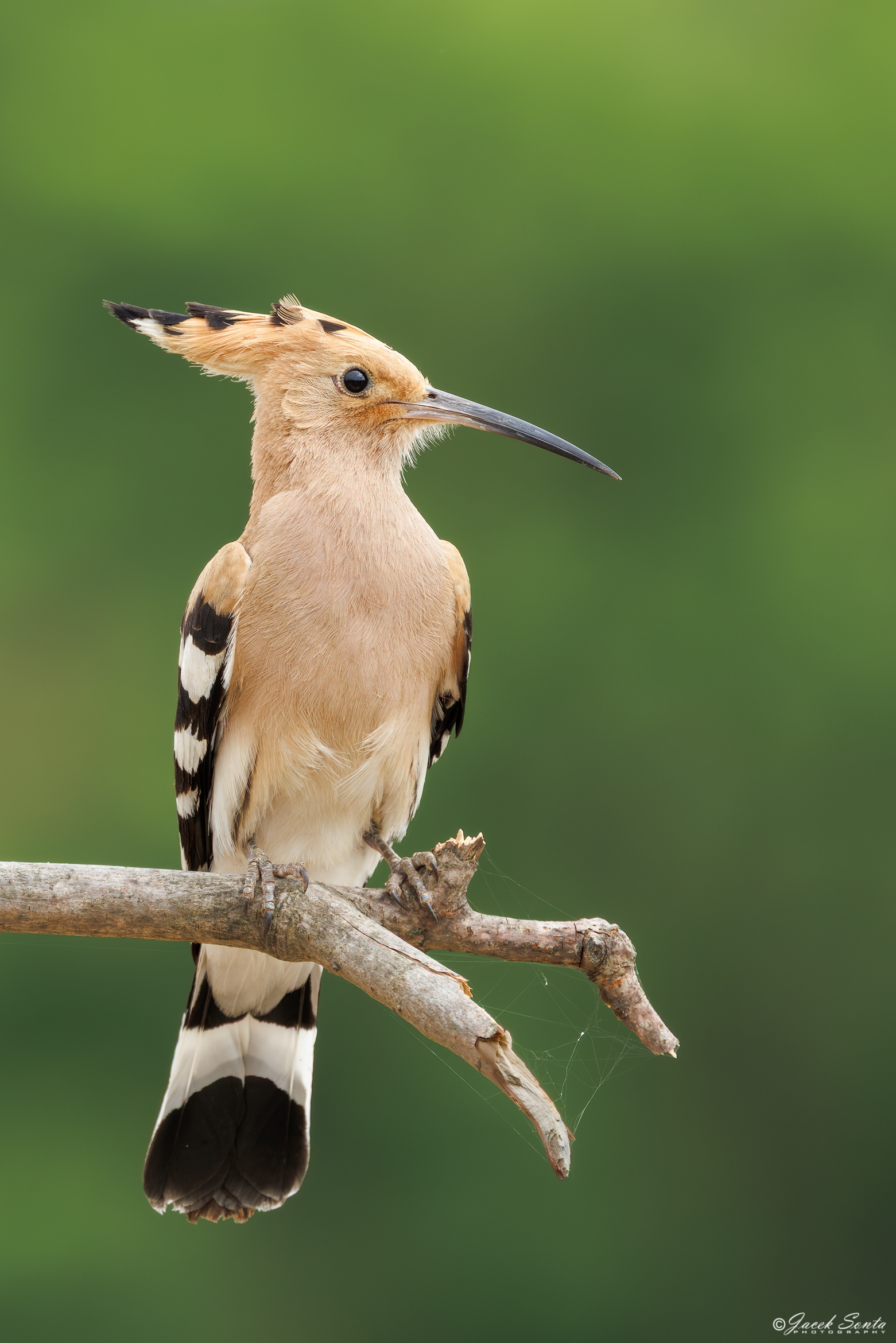 ID220626 - Dudek-Upupa epops-Hoopoe #3