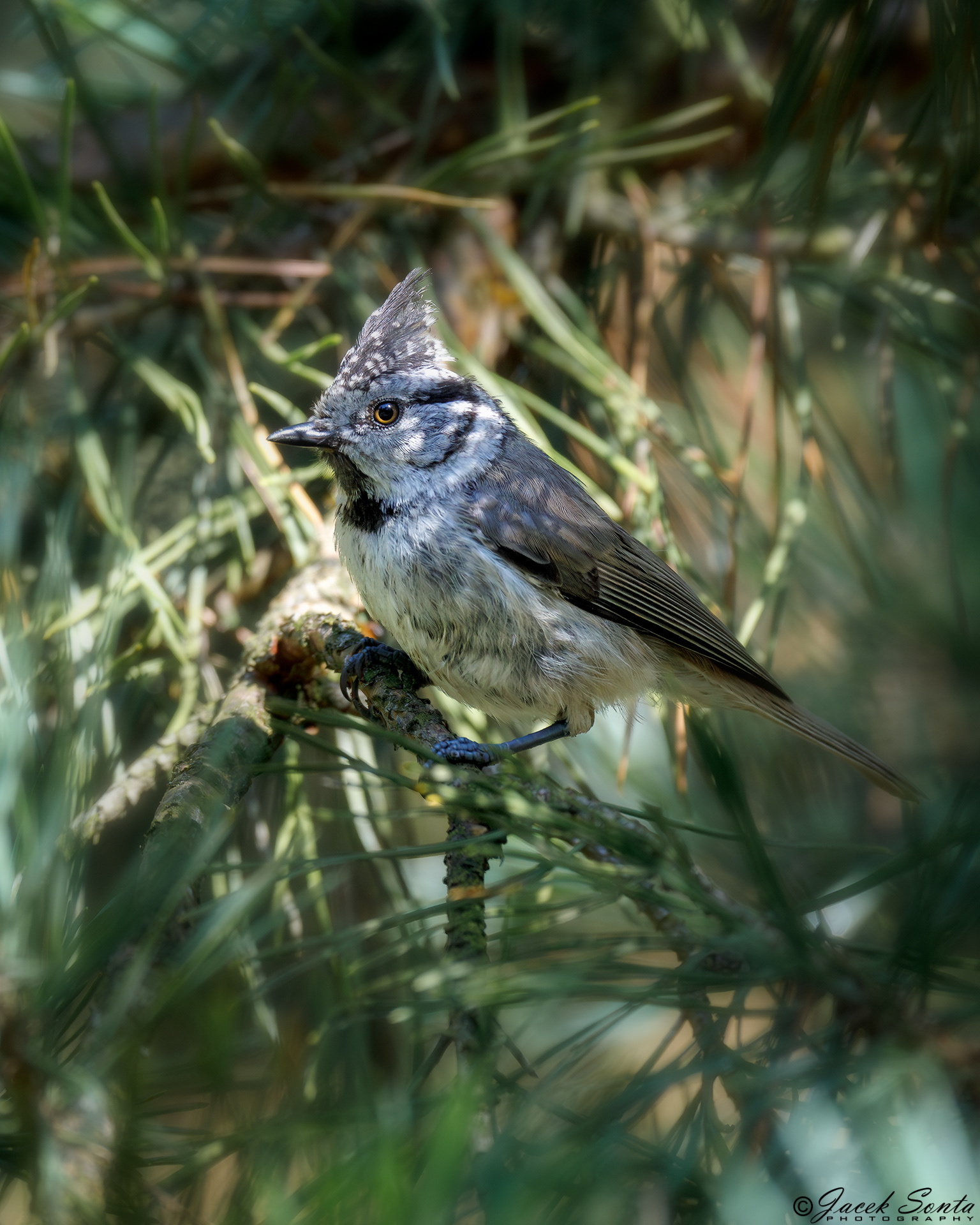 ID130724-Crested Tit - Sikorka czubatka 