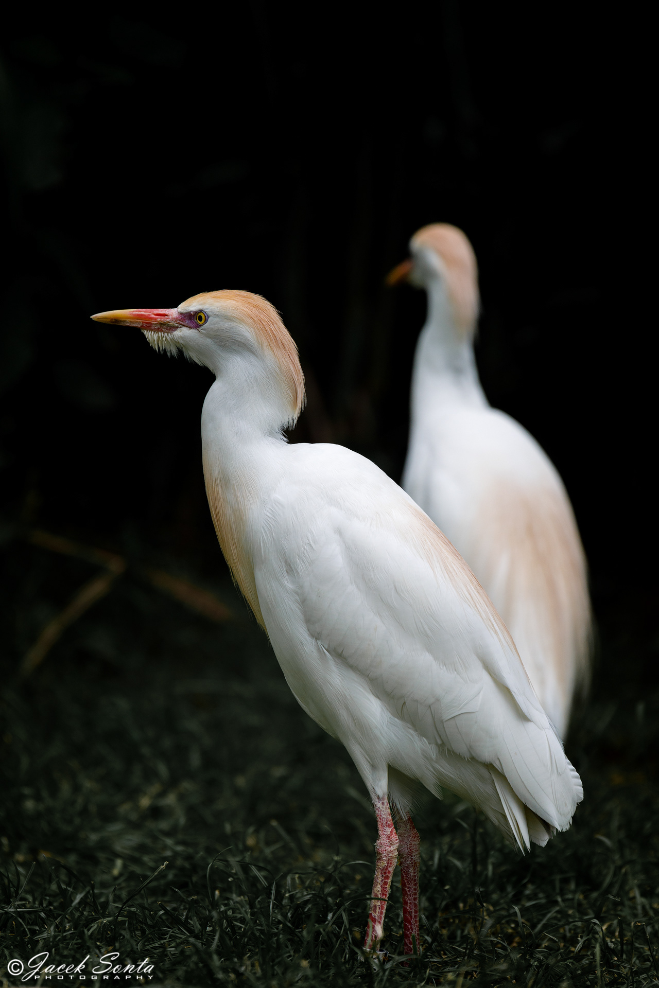 Czapelka złotawa #2