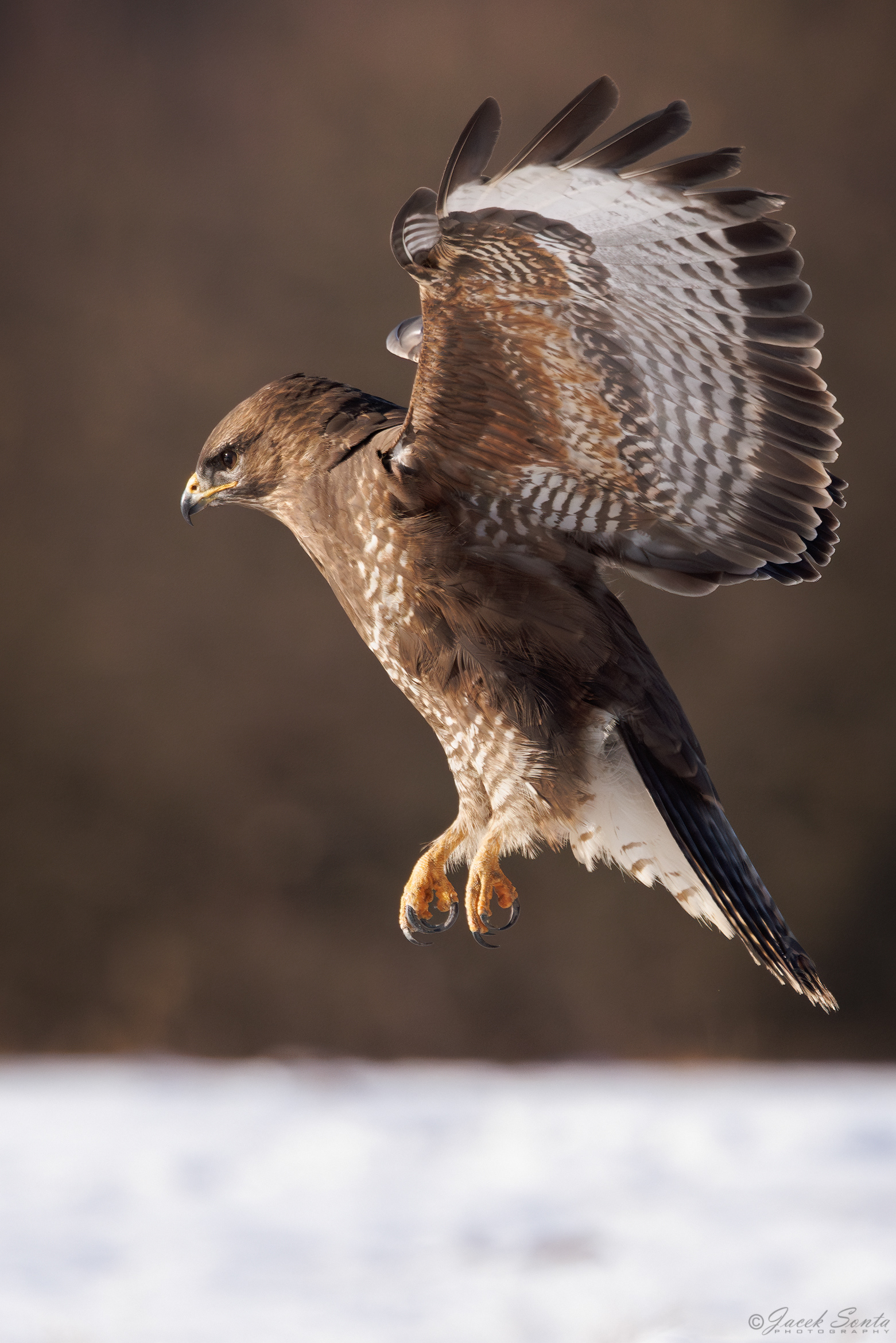ID01022026 - Myszołów - Buzzard #4