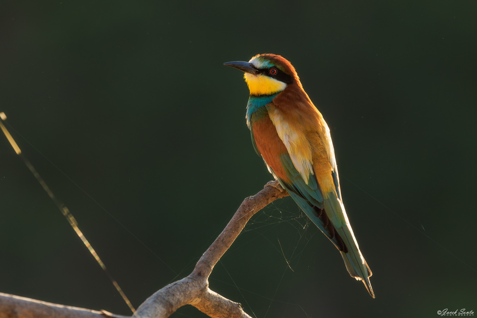 ID250626 - Żołna-Merops apiaster-Bee-eater