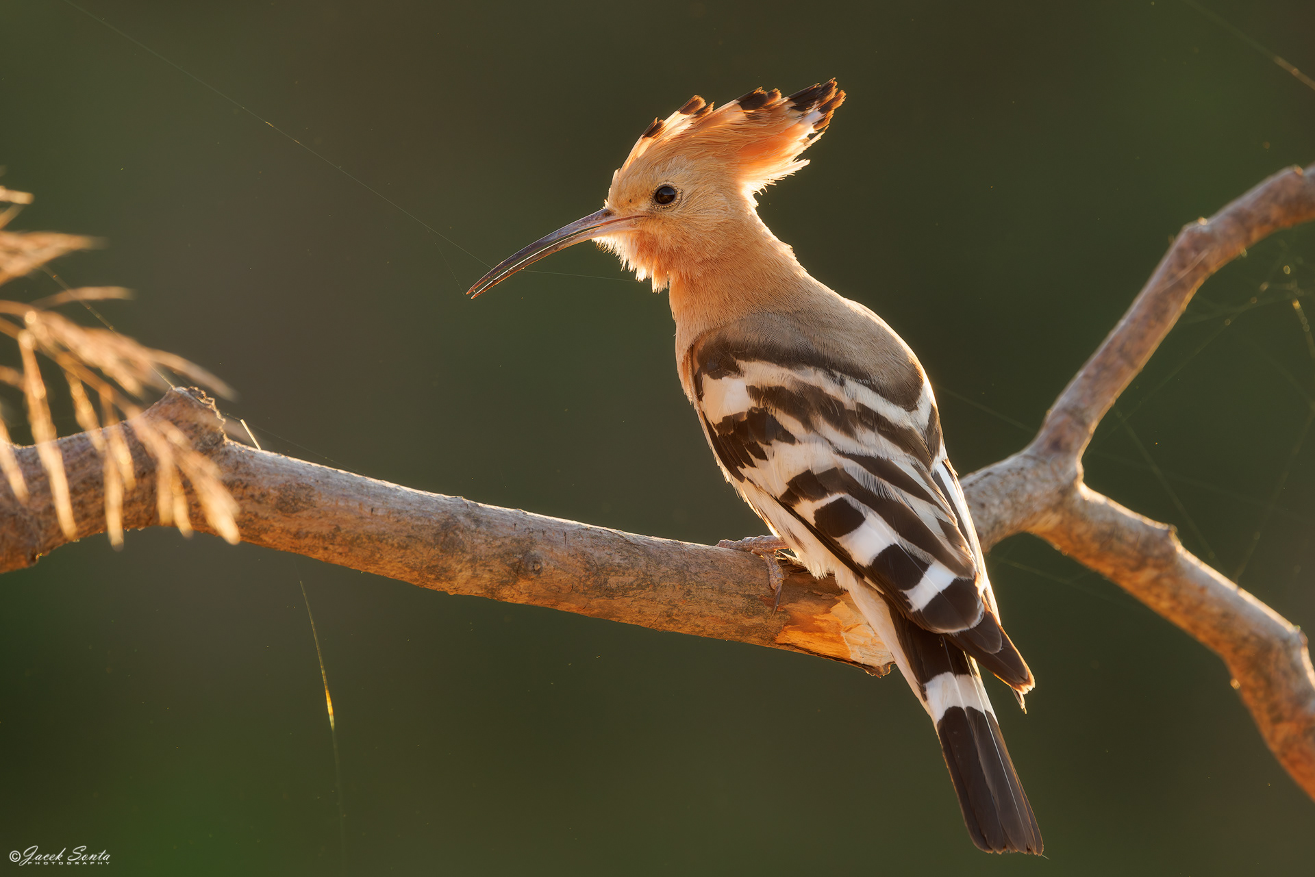 ID250626 - Dudek-Upupa epops-Hoopoe