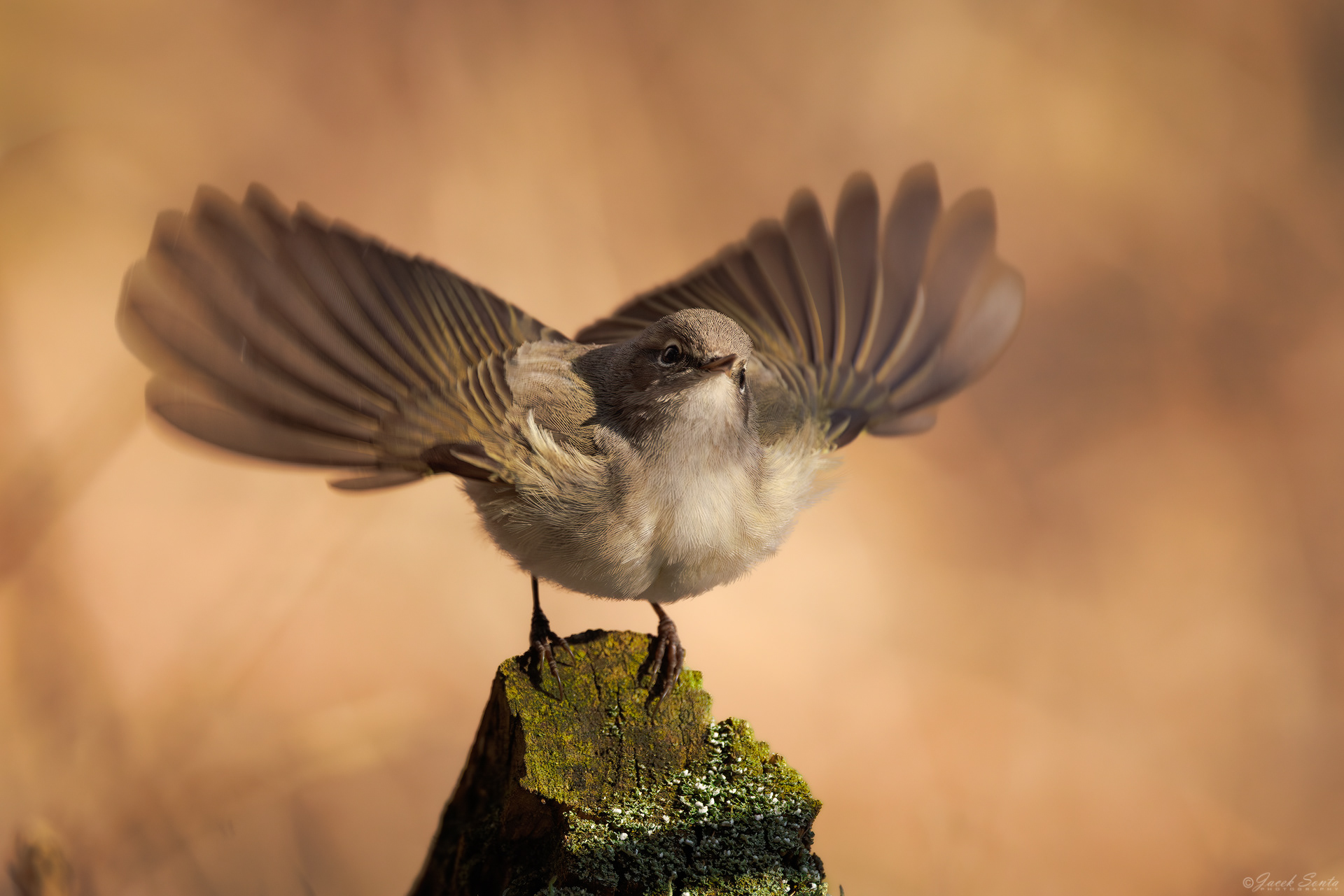 ID220326 - Pierwiosnek #2