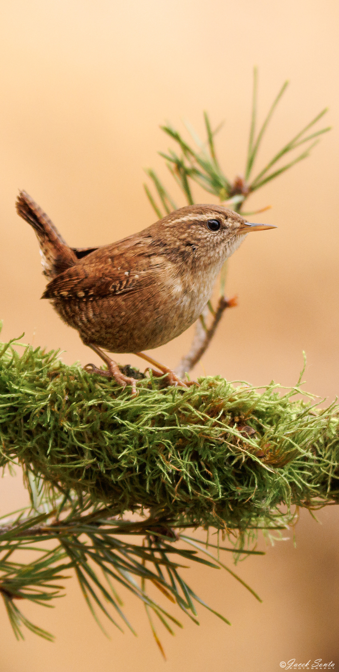 ID250125 - Strzyżyk_V