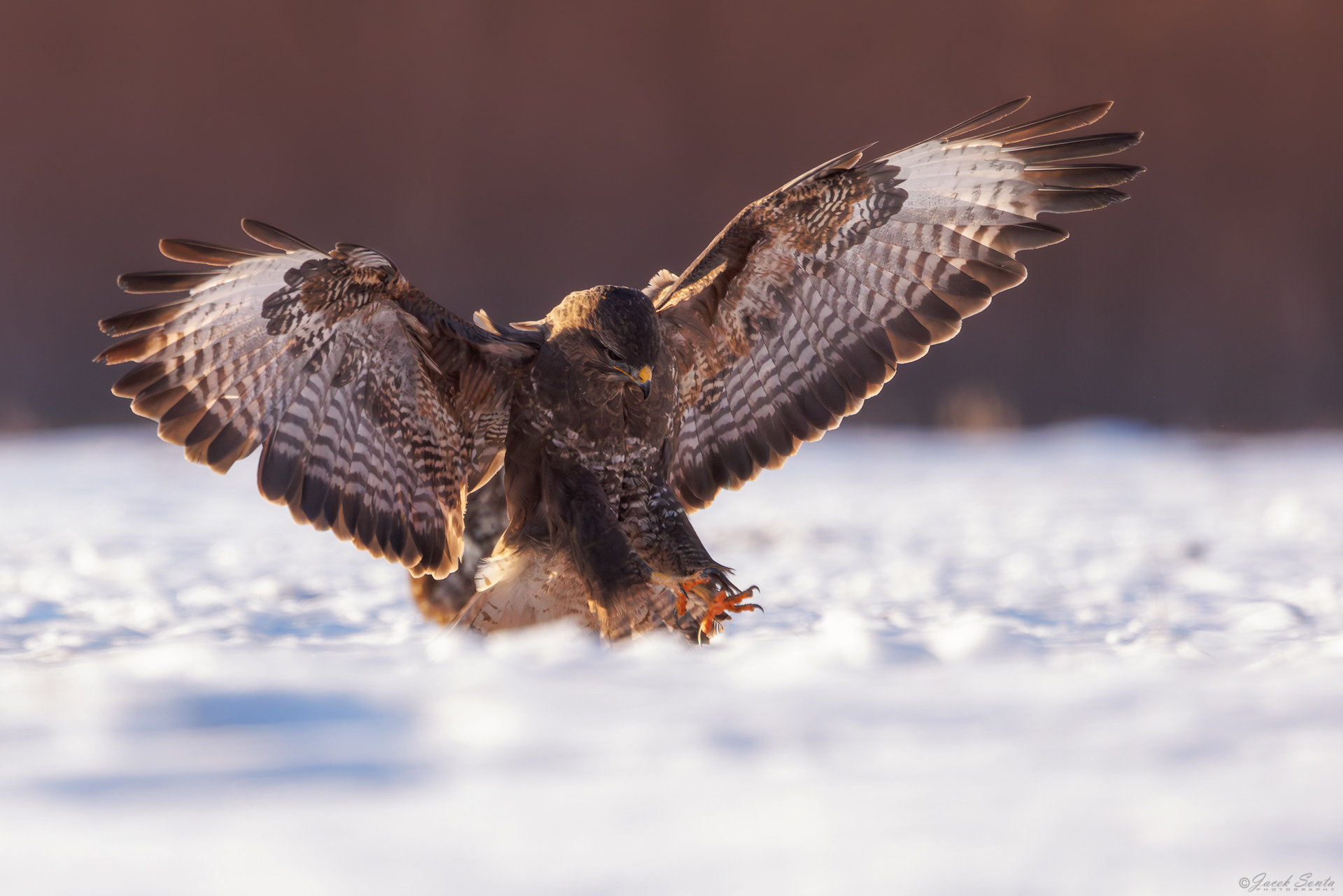 ID01022026 - Myszołów - Buzzard