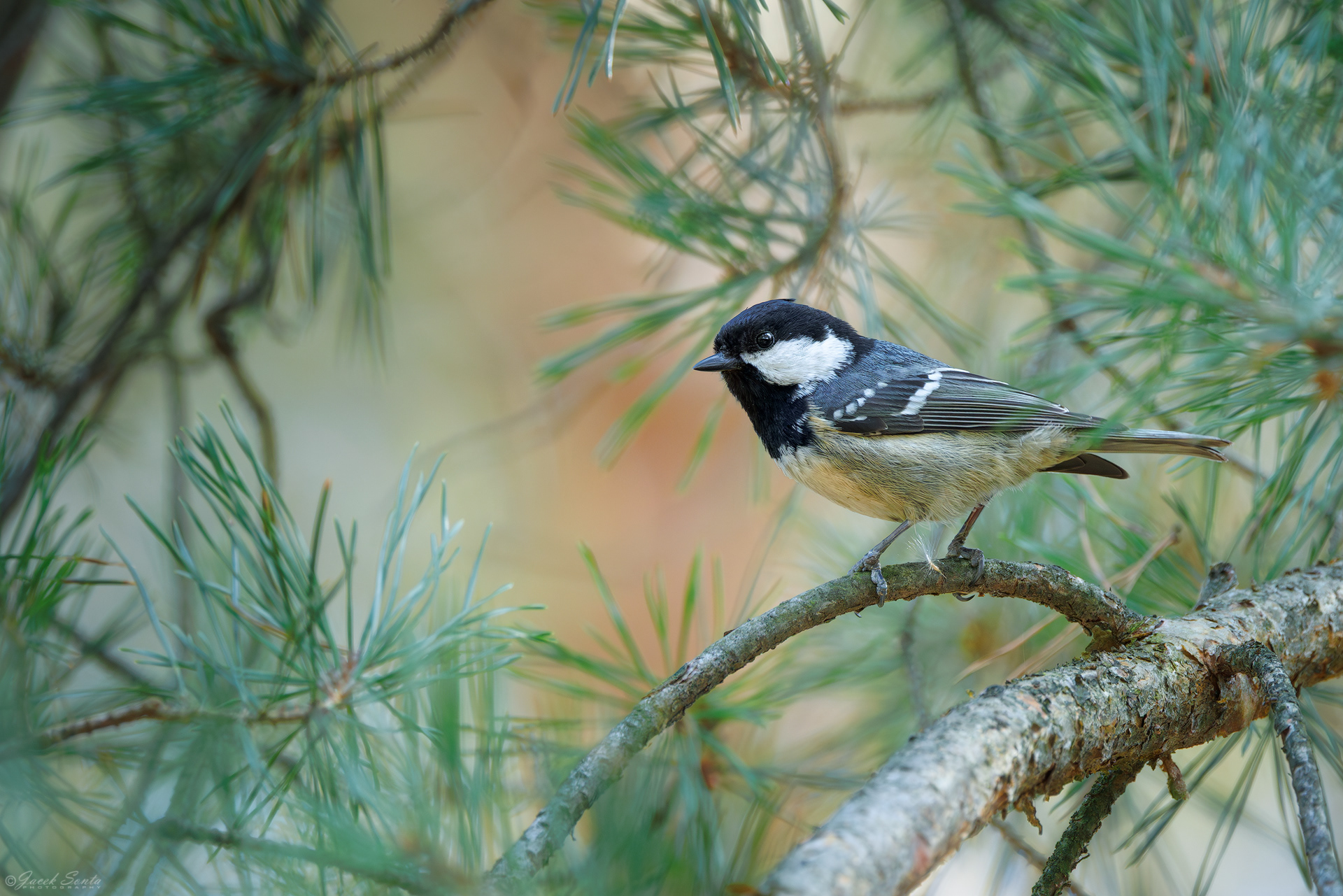 ID150326 - Sosnówka