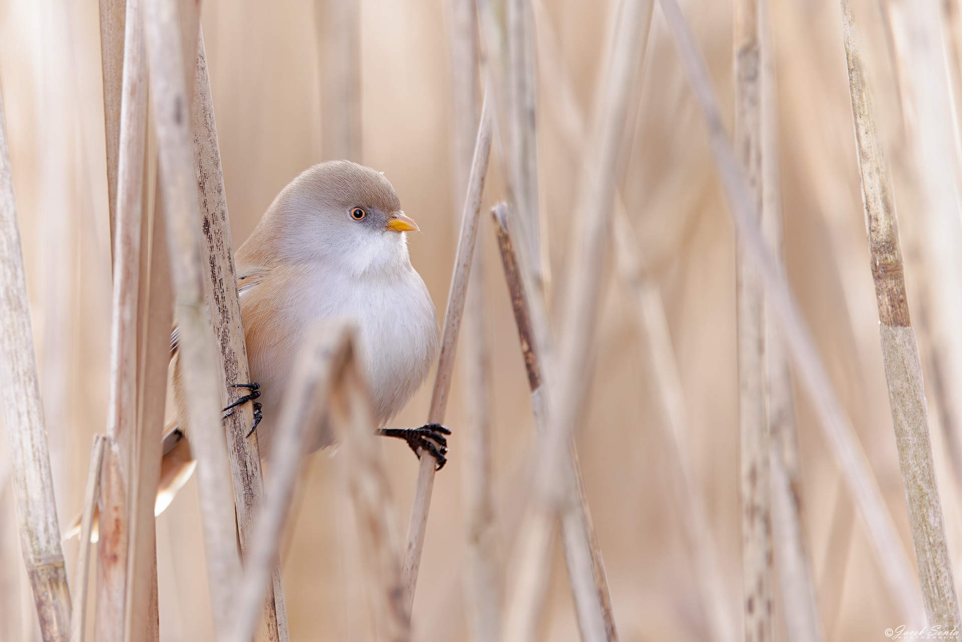 ID030126 - Wąsatka - Bearded bird