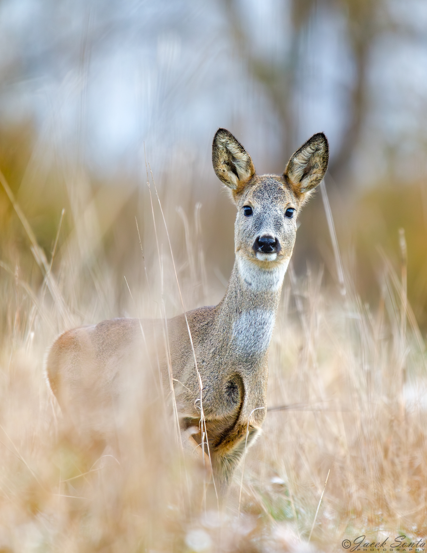 ID261123-Roe-Deer - Sarna