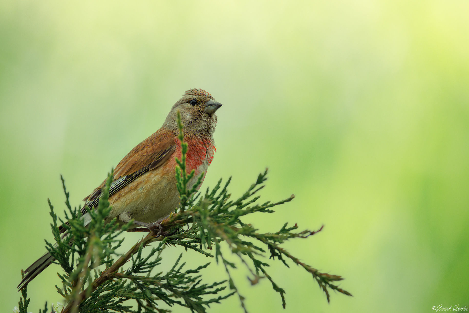ID100625 - Makolągwa - Linnet
