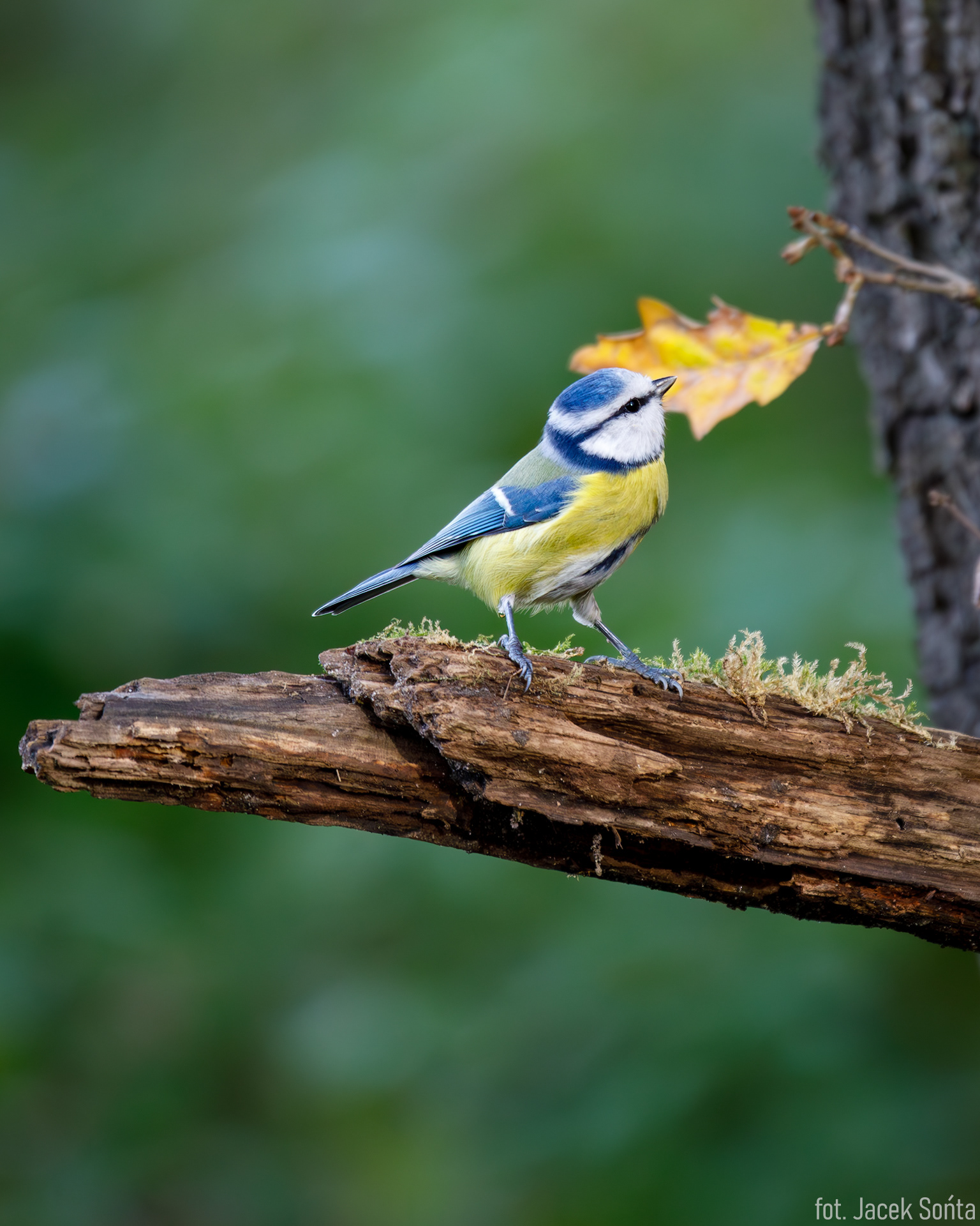 ID301023-Sikorka modraszka #2