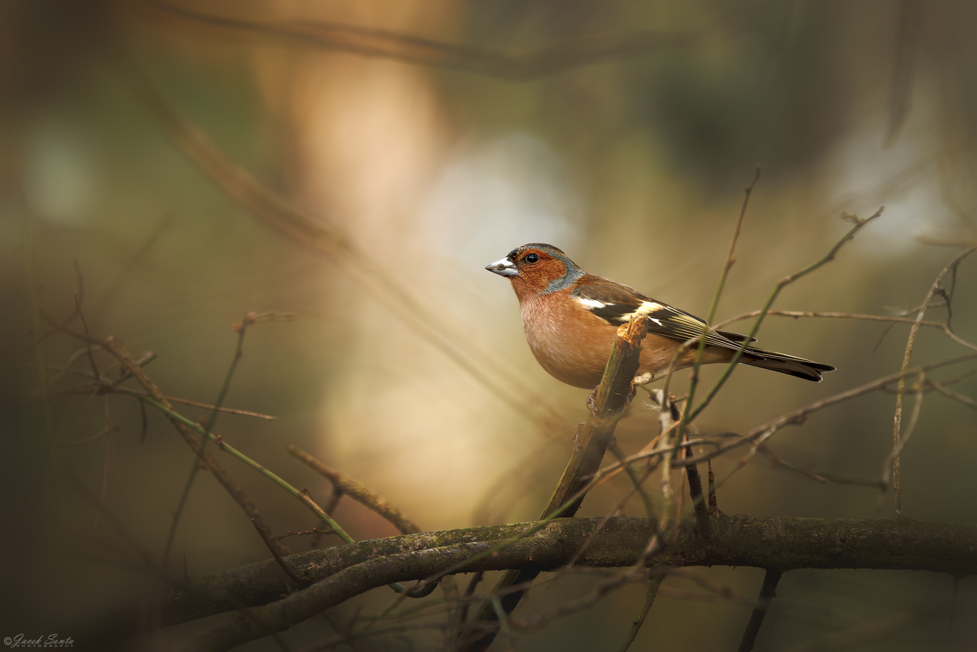 ID100326 - Zięba - Finch